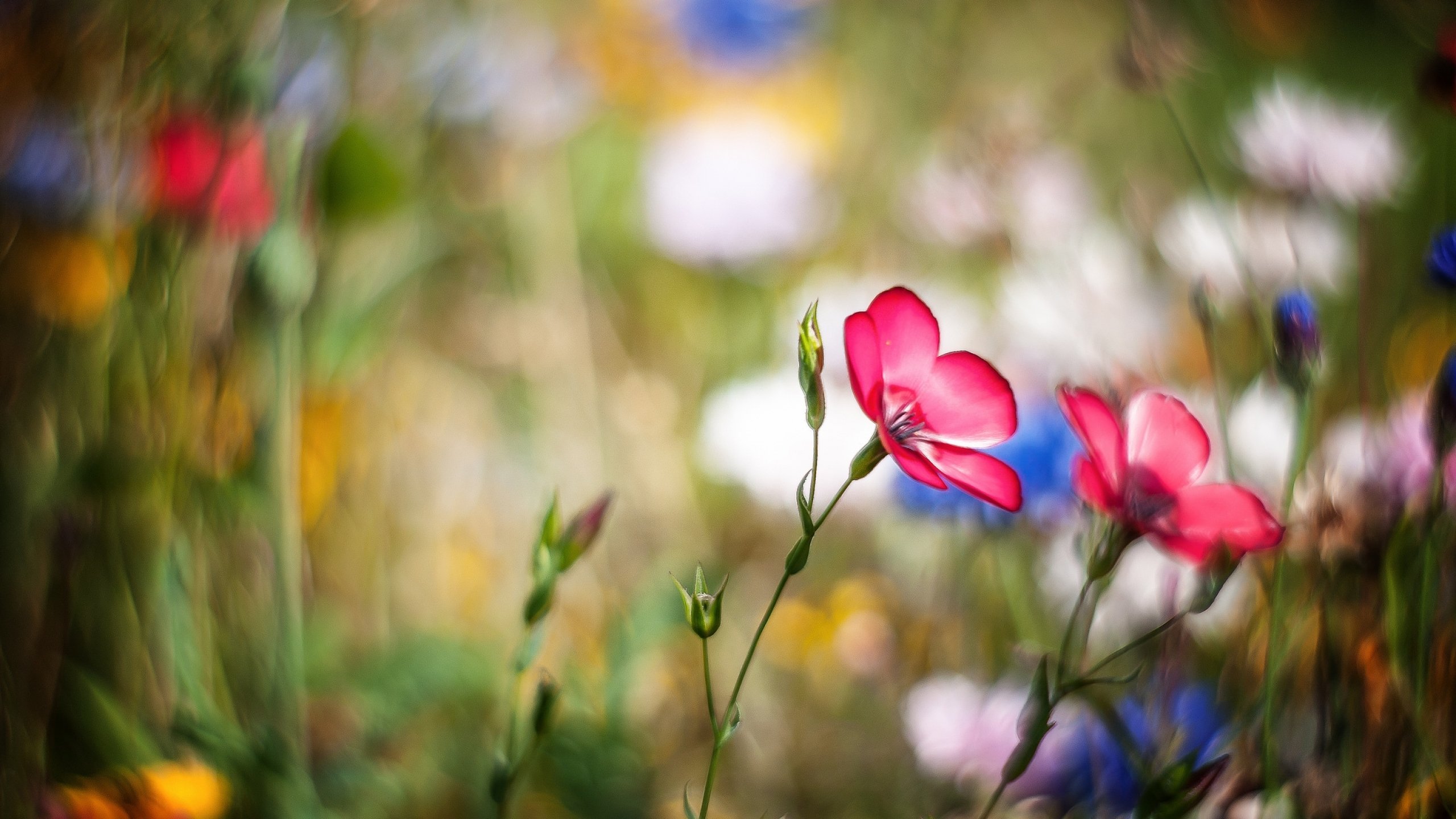 flower, Flowerrs, Nature, Landscape Wallpaper