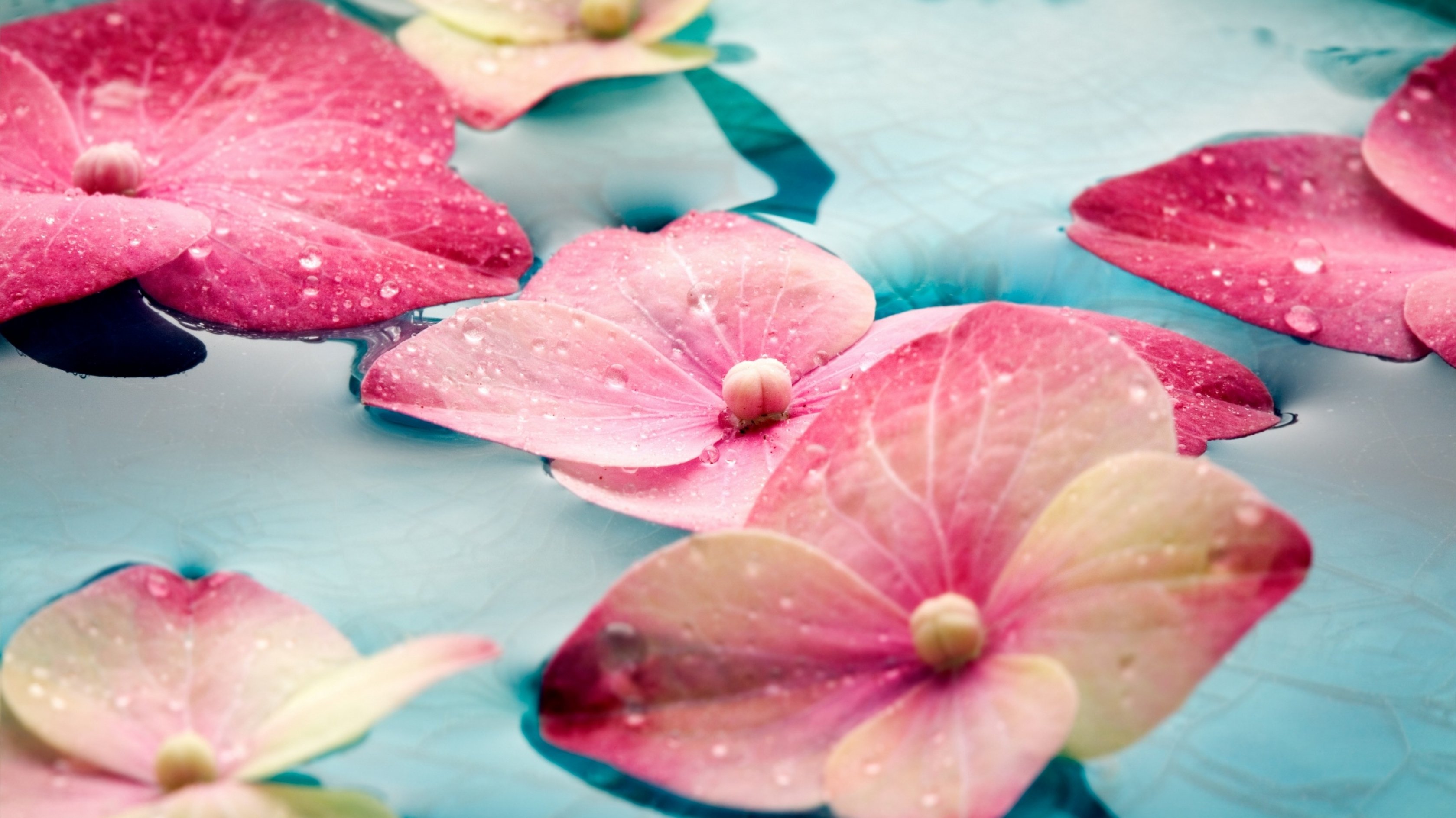 flower, Flowerrs, Nature, Landscape Wallpaper