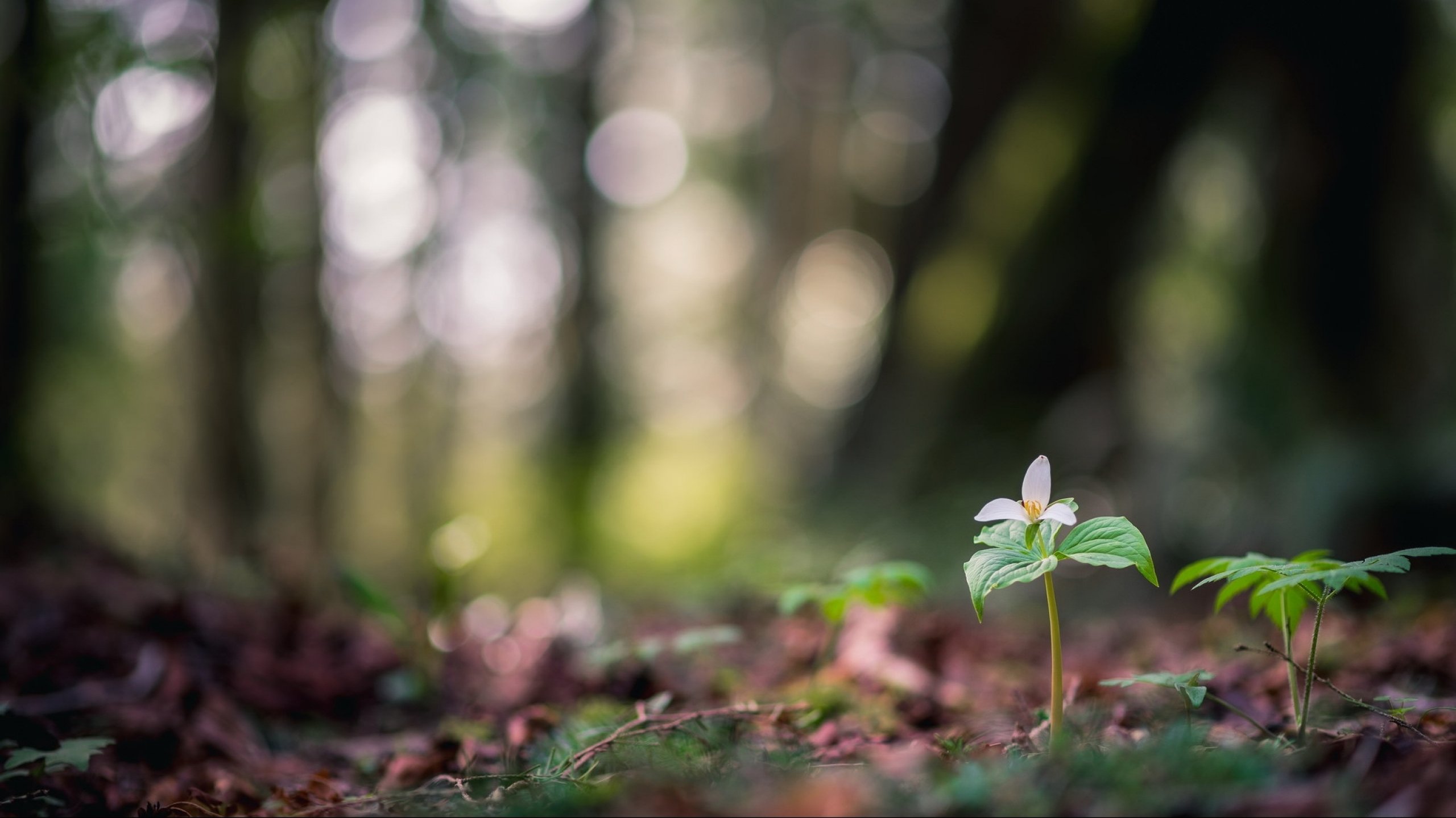 flower, Flowerrs, Nature, Landscape Wallpaper