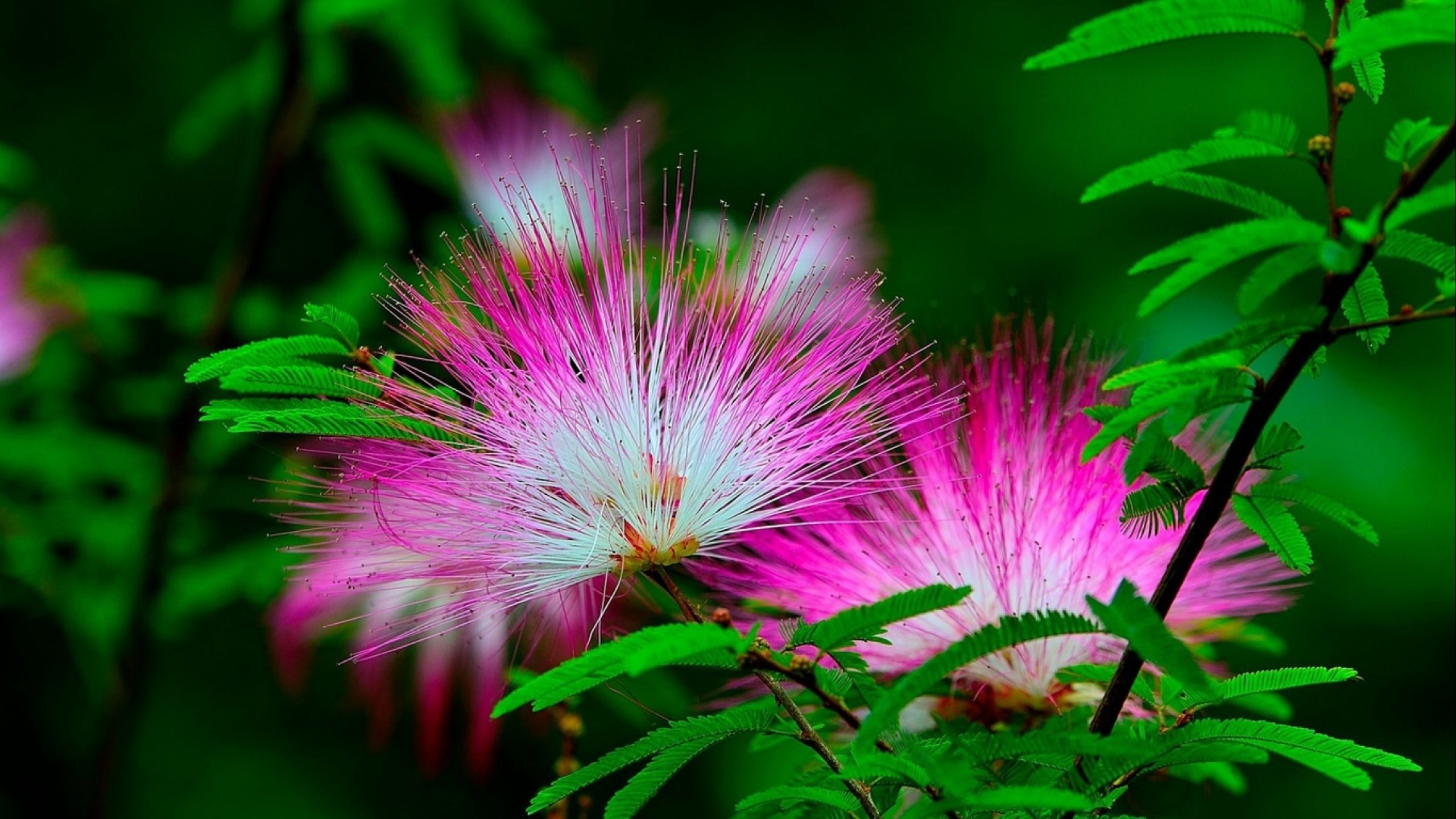 flower, Flowerrs, Nature, Landscape Wallpaper