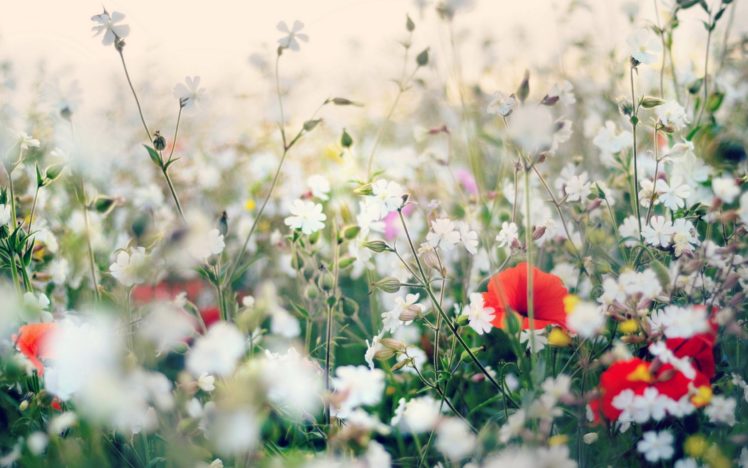 flower, Flowerrs, Nature, Landscape Wallpapers HD / Desktop and Mobile ...