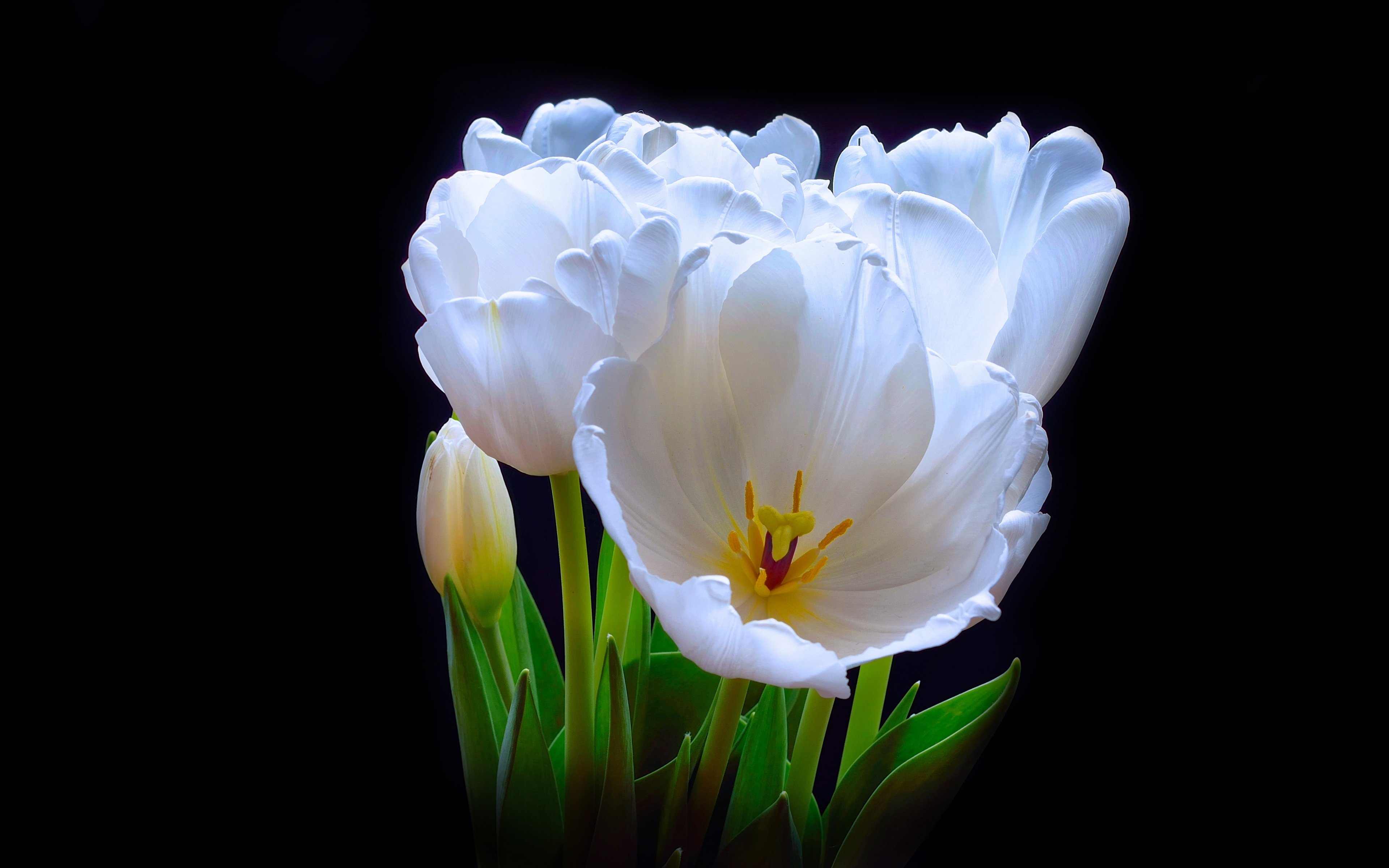 flower, Flowerrs, Nature, Landscape Wallpaper