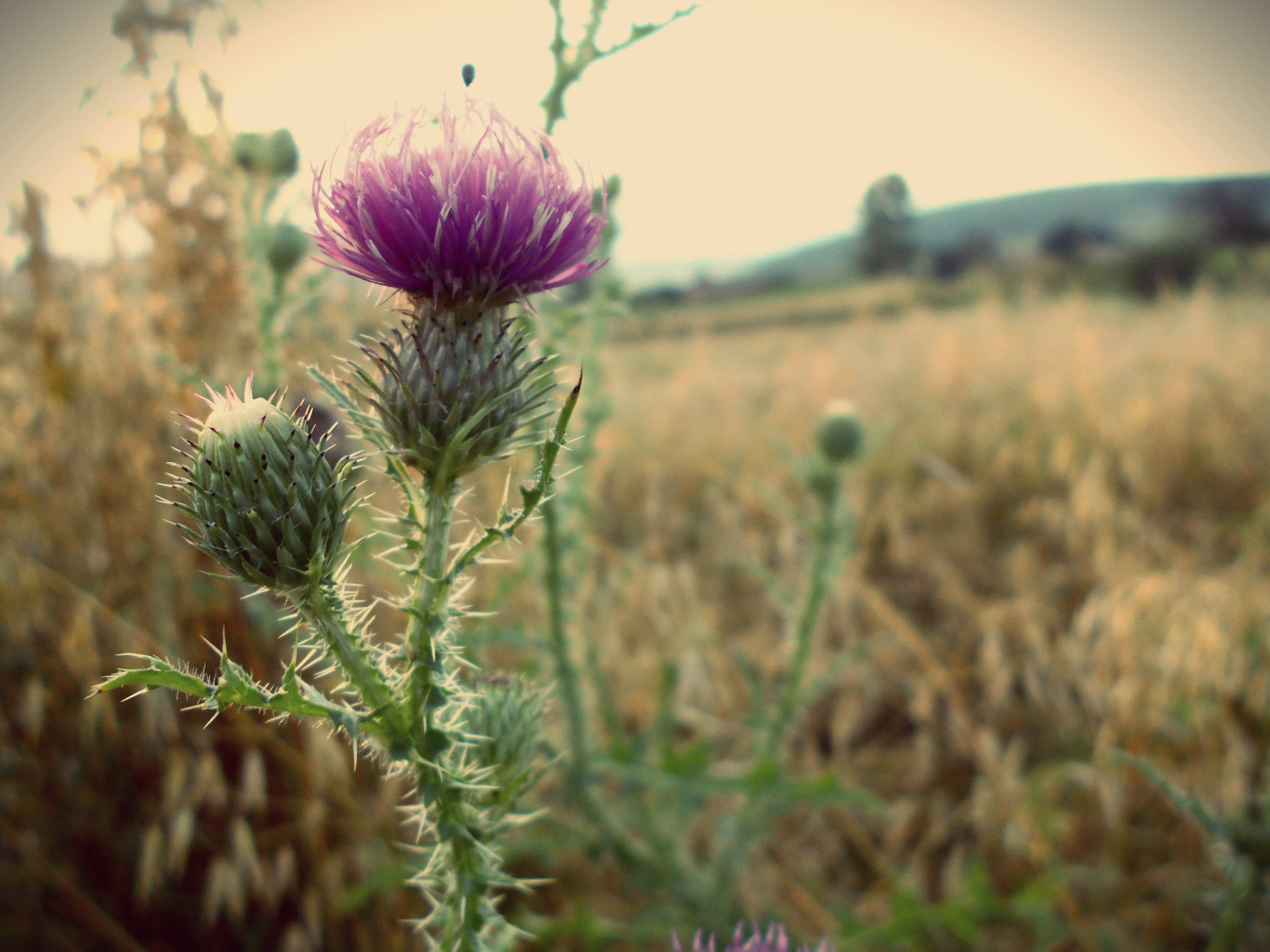 flower, Flowerrs, Nature, Landscape Wallpaper