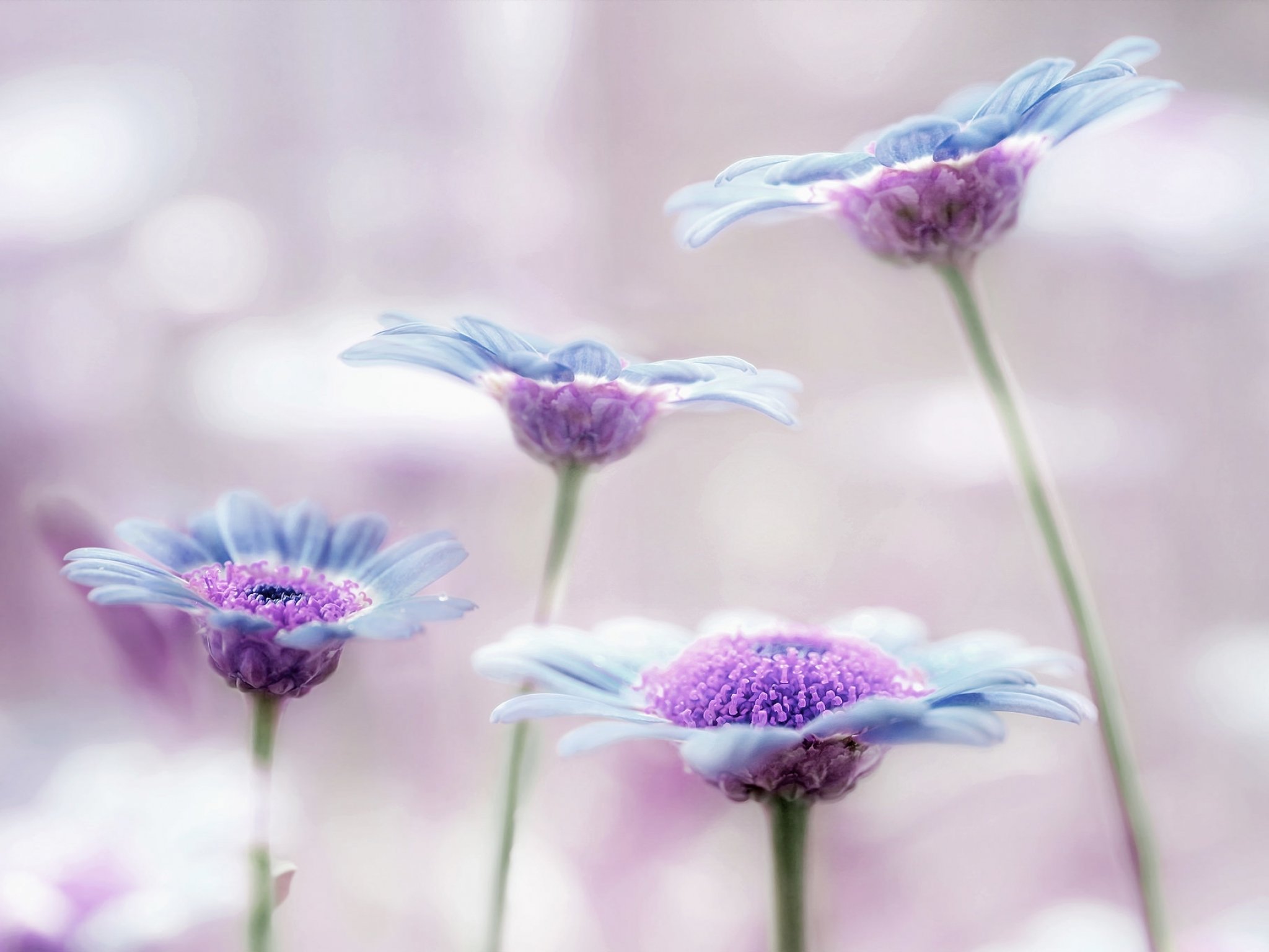 flower, Flowerrs, Nature, Landscape Wallpapers HD / Desktop and Mobile Backgrounds