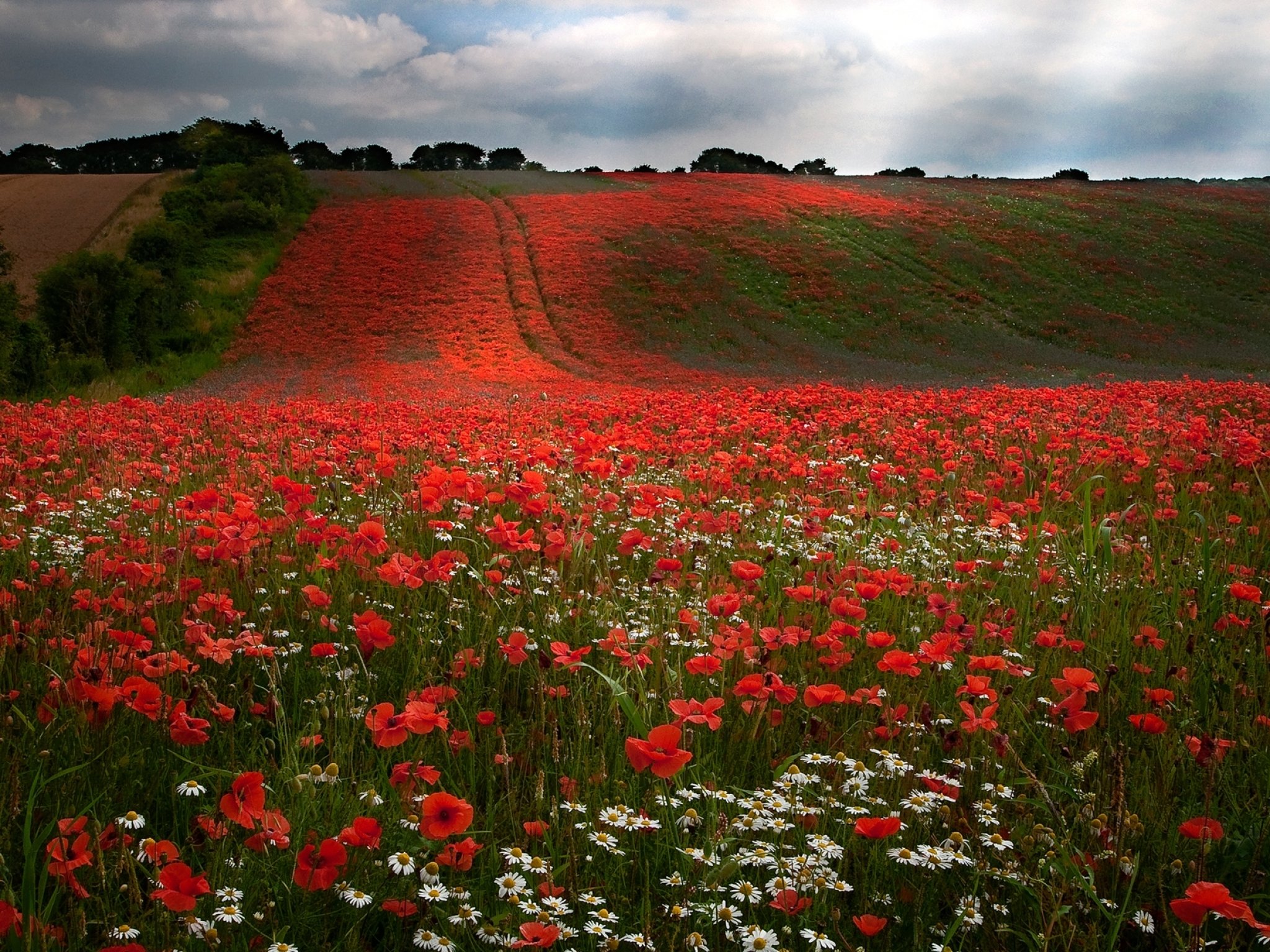 flower, Flowerrs, Nature, Landscape Wallpapers HD / Desktop and Mobile