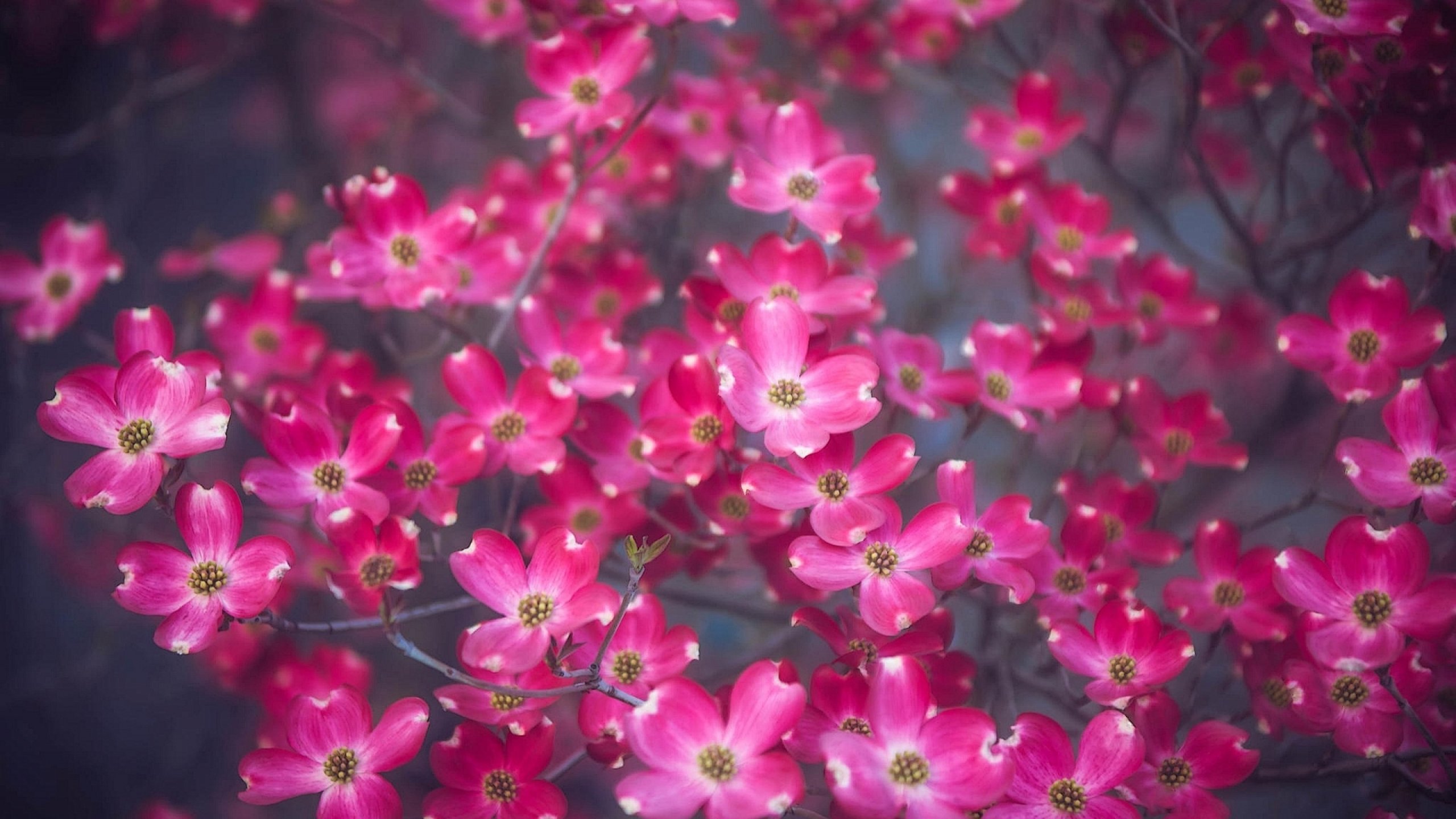 flower, Flowerrs, Nature, Landscape Wallpaper