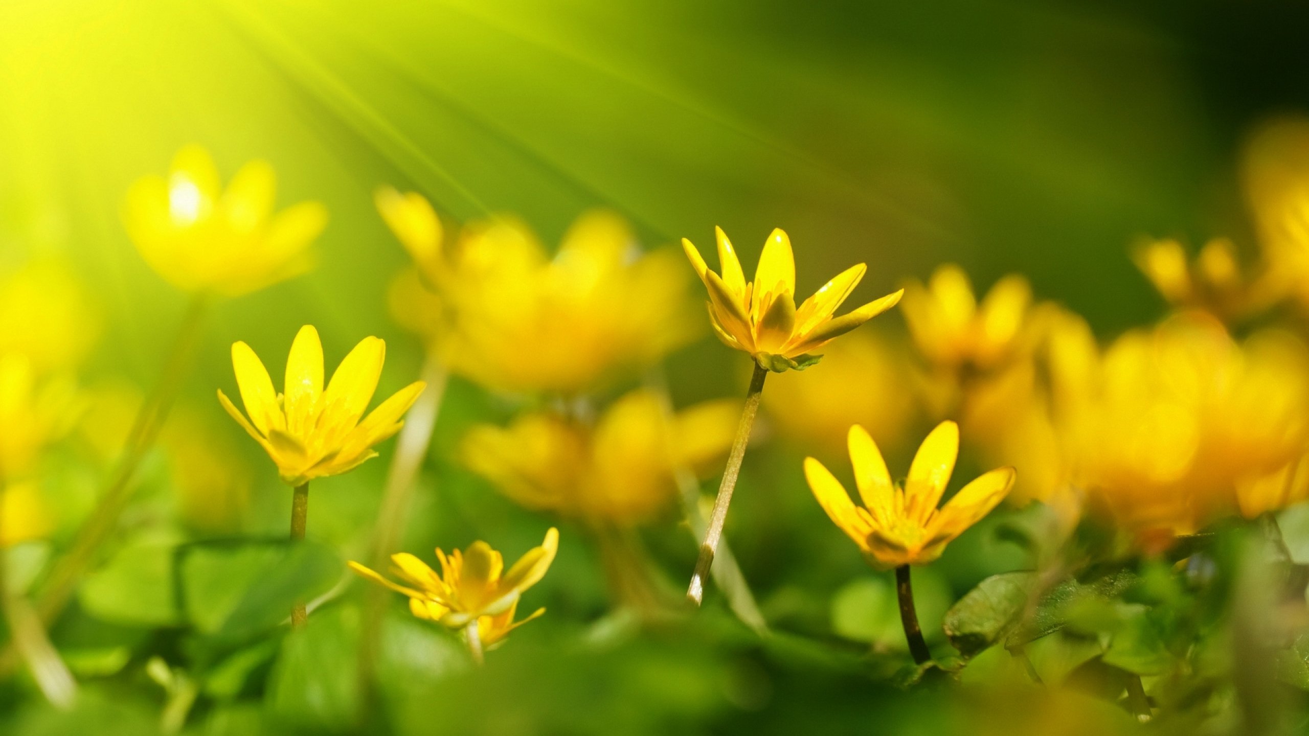 flower, Flowerrs, Nature, Landscape Wallpaper