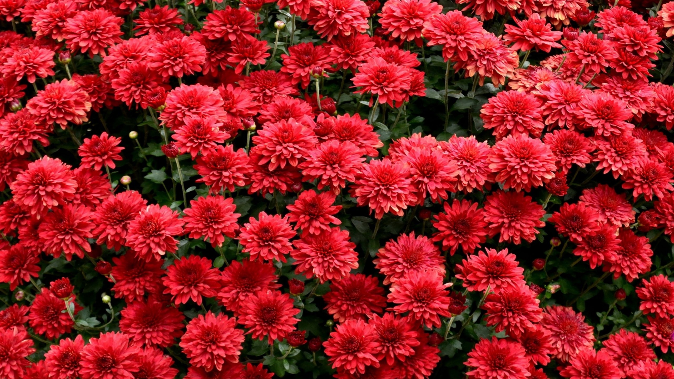 flower, Flowerrs, Nature, Landscape Wallpaper