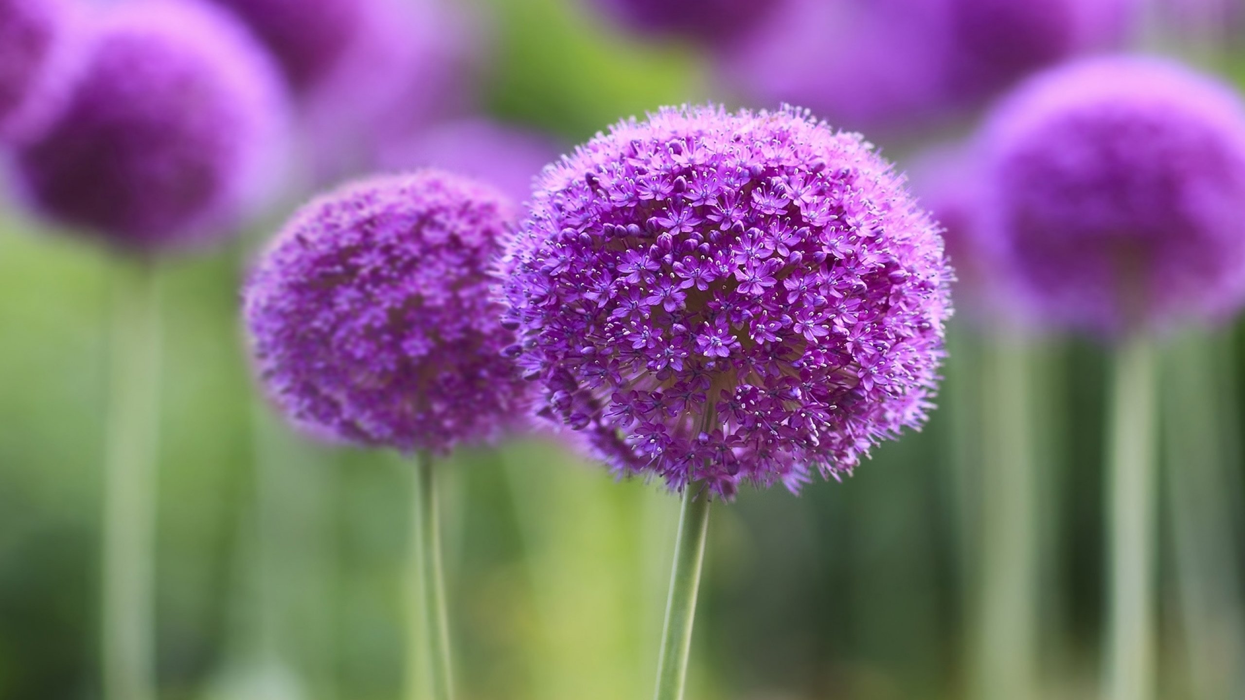 flower, Flowerrs, Nature, Landscape Wallpaper