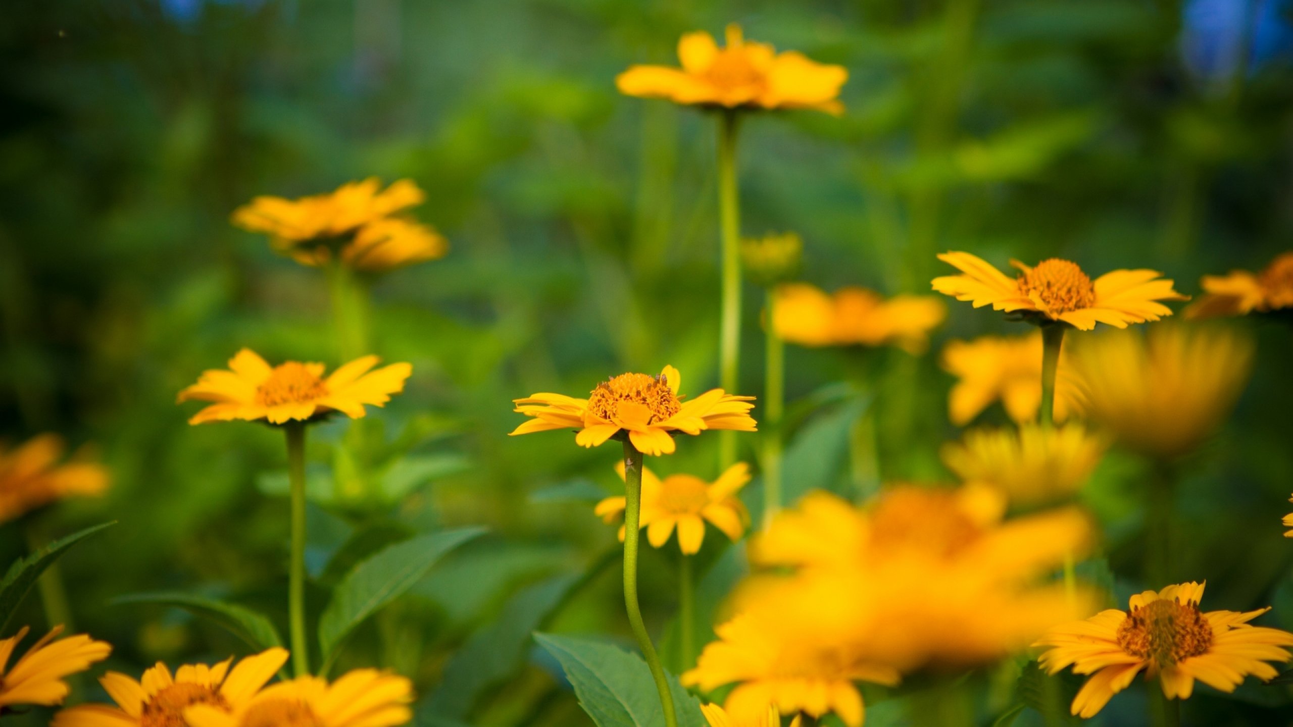 flower, Flowerrs, Nature, Landscape Wallpaper