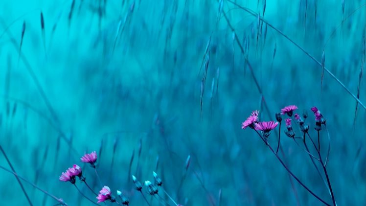 flower, Flowerrs, Nature, Landscape HD Wallpaper Desktop Background