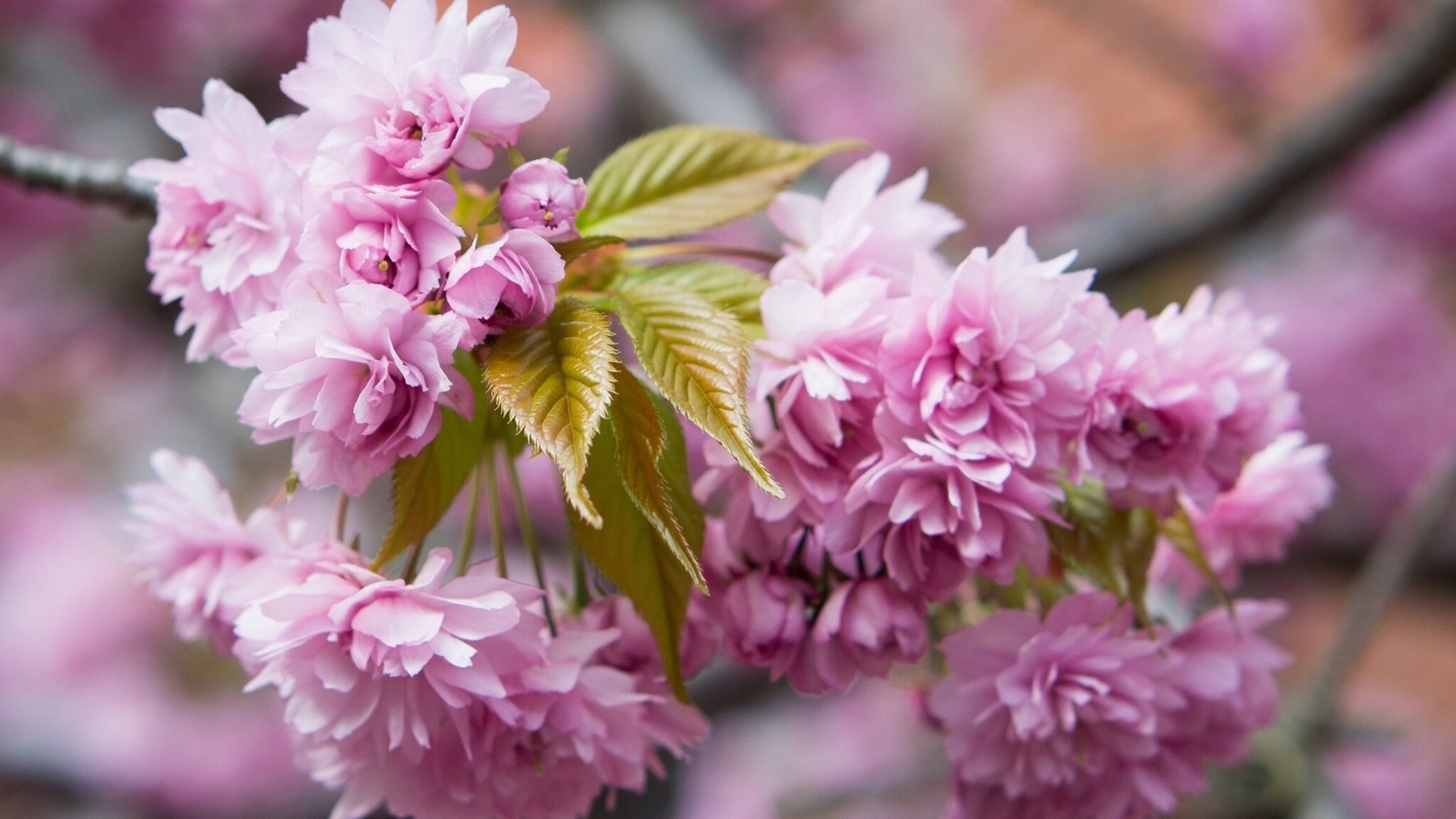 Обои апрель на рабочий стол красивые. Сакура Розеа плена. Весенние цветы. Красивые весенние цветы.