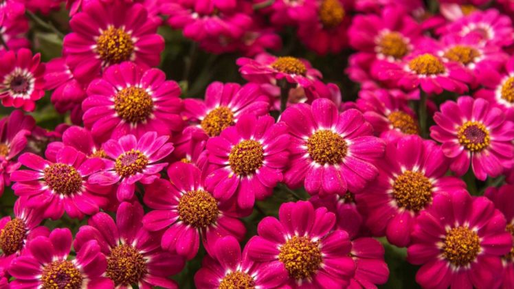 flower, Flowerrs, Nature, Landscape HD Wallpaper Desktop Background