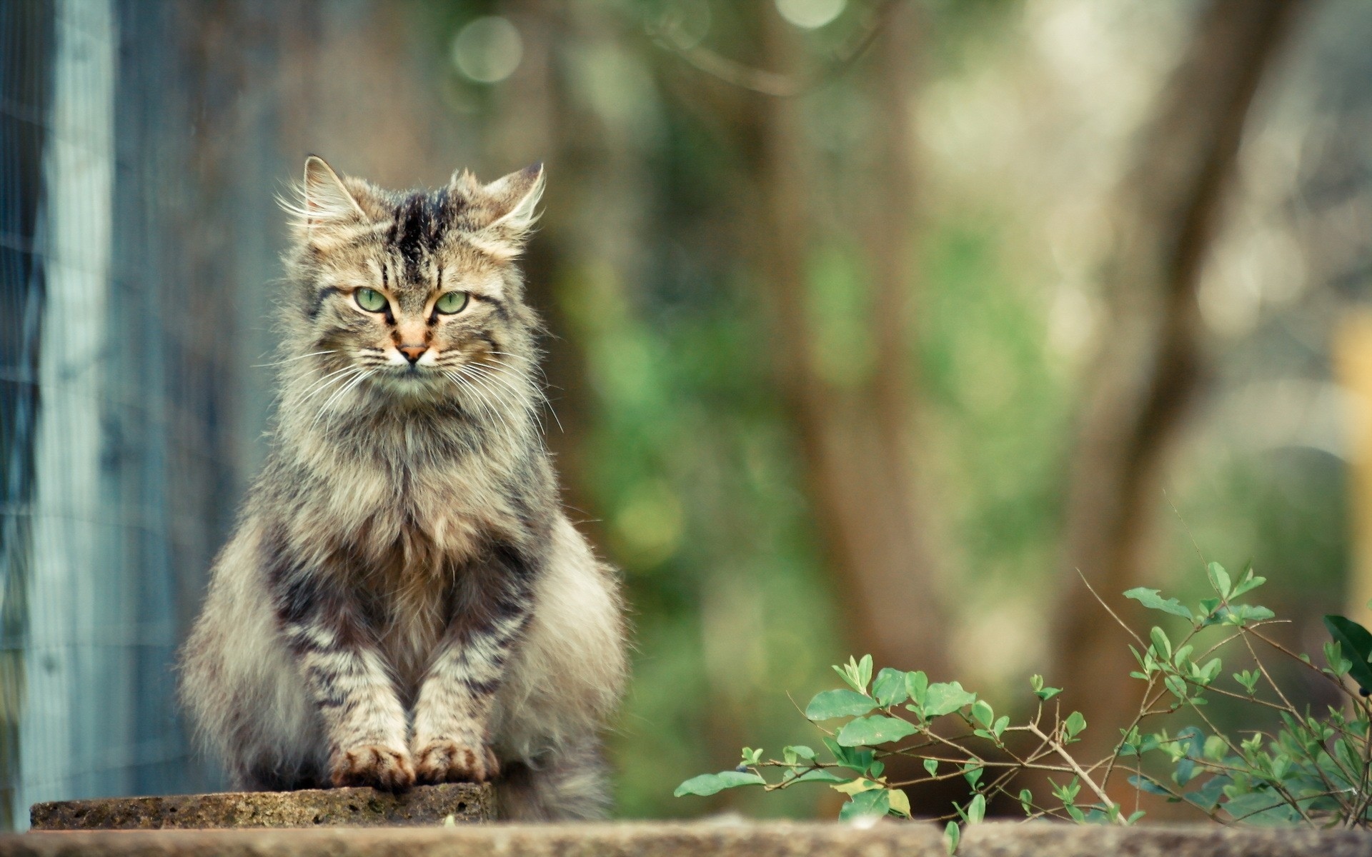 animals, Cats Wallpaper