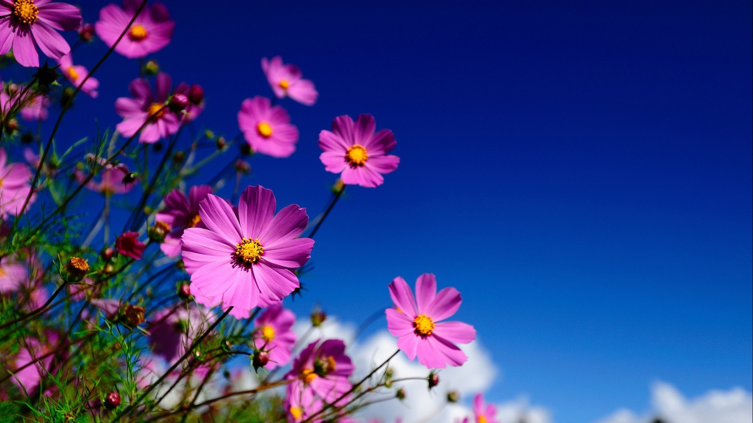 flower, Flowerrs, Nature, Landscape Wallpaper