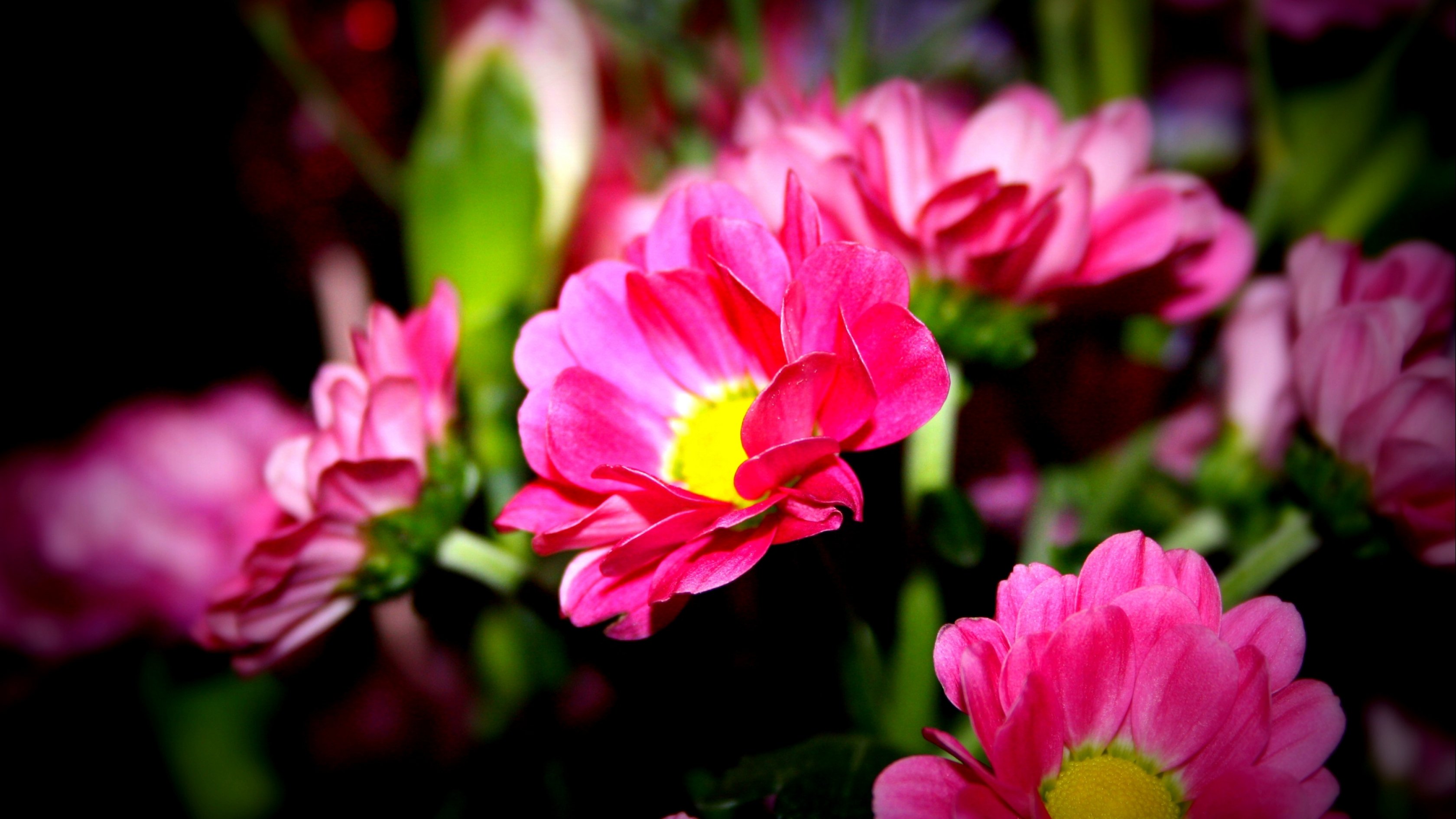 flower, Flowerrs, Nature, Landscape Wallpaper