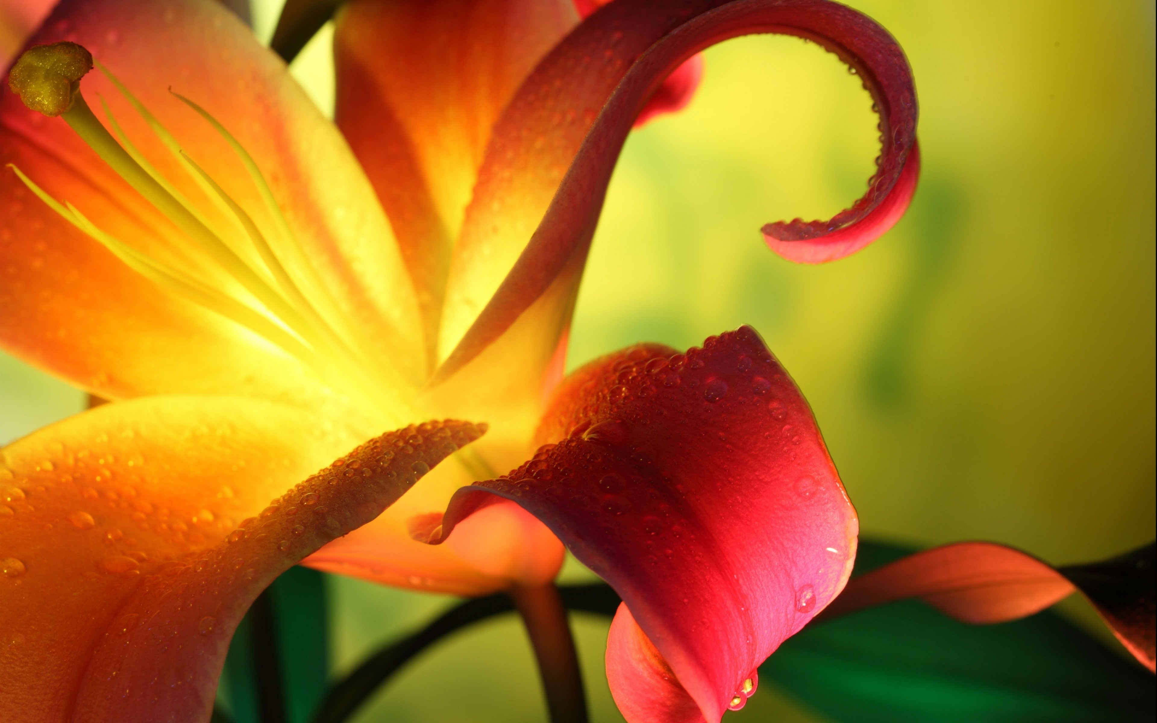 flower, Flowerrs, Nature, Landscape Wallpaper