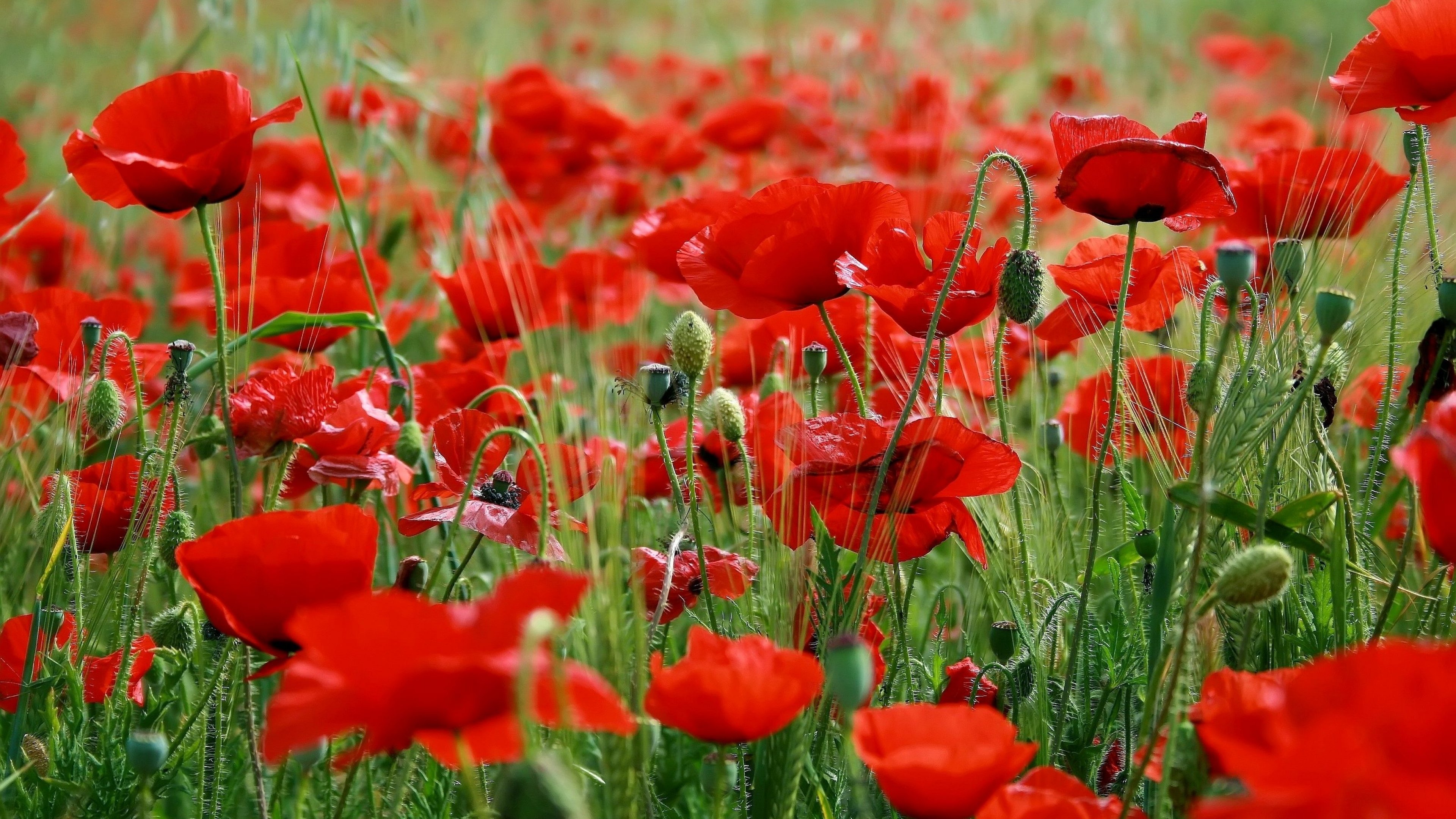 flower, Flowerrs, Nature, Landscape Wallpaper