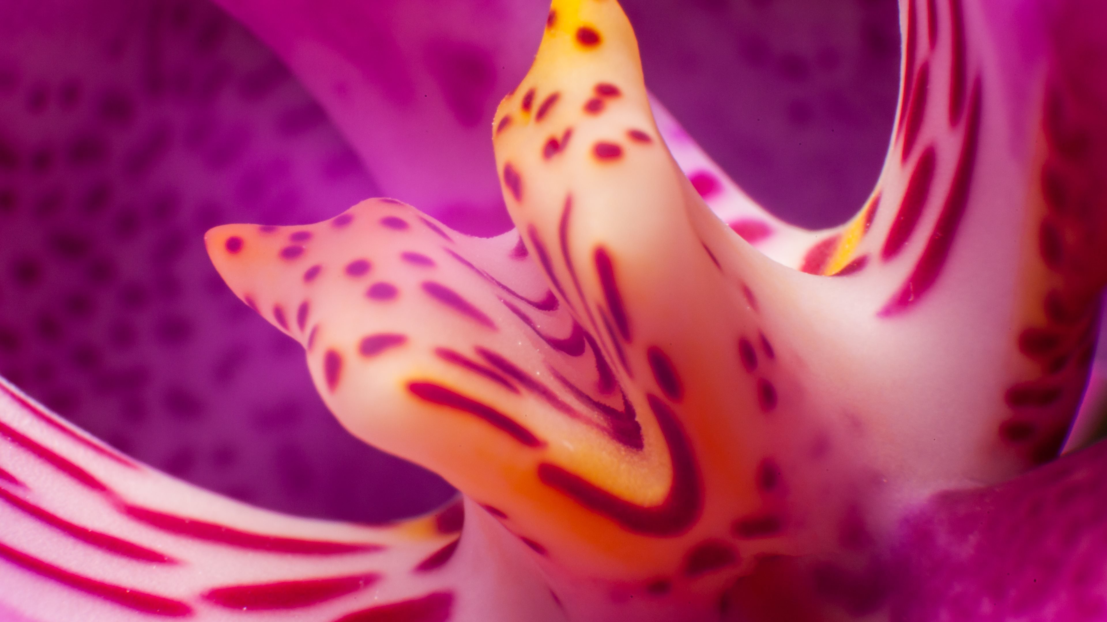 flower, Flowerrs, Nature, Landscape Wallpaper