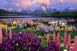 flower, Flowerrs, Nature, Landscape