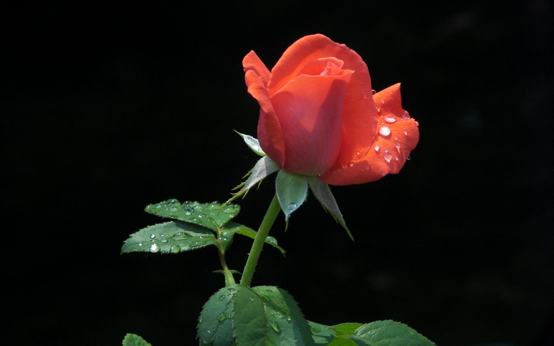 flower, Flowerrs, Nature, Landscape Wallpaper