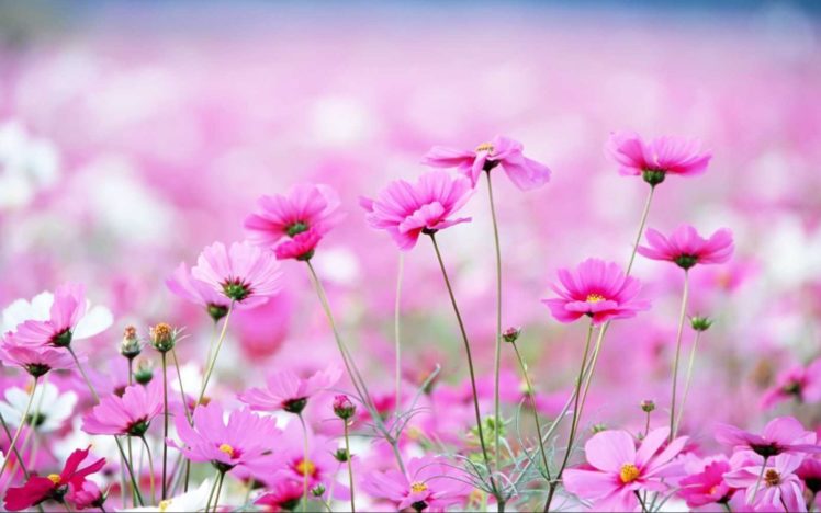 flower, Flowerrs, Nature, Landscape HD Wallpaper Desktop Background
