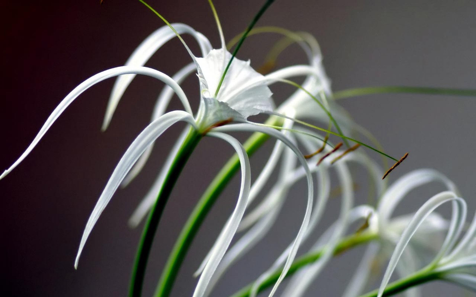 flower, Flowerrs, Nature, Landscape Wallpaper