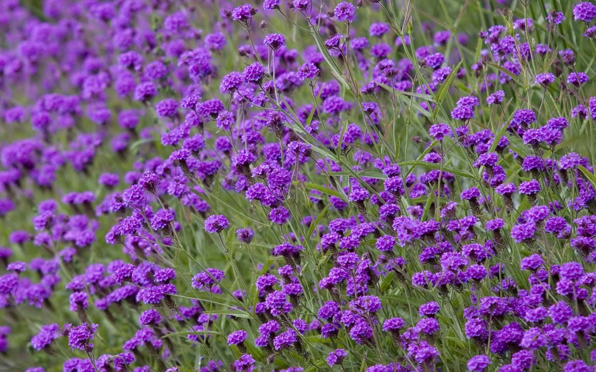 flower, Flowerrs, Nature, Landscape Wallpaper