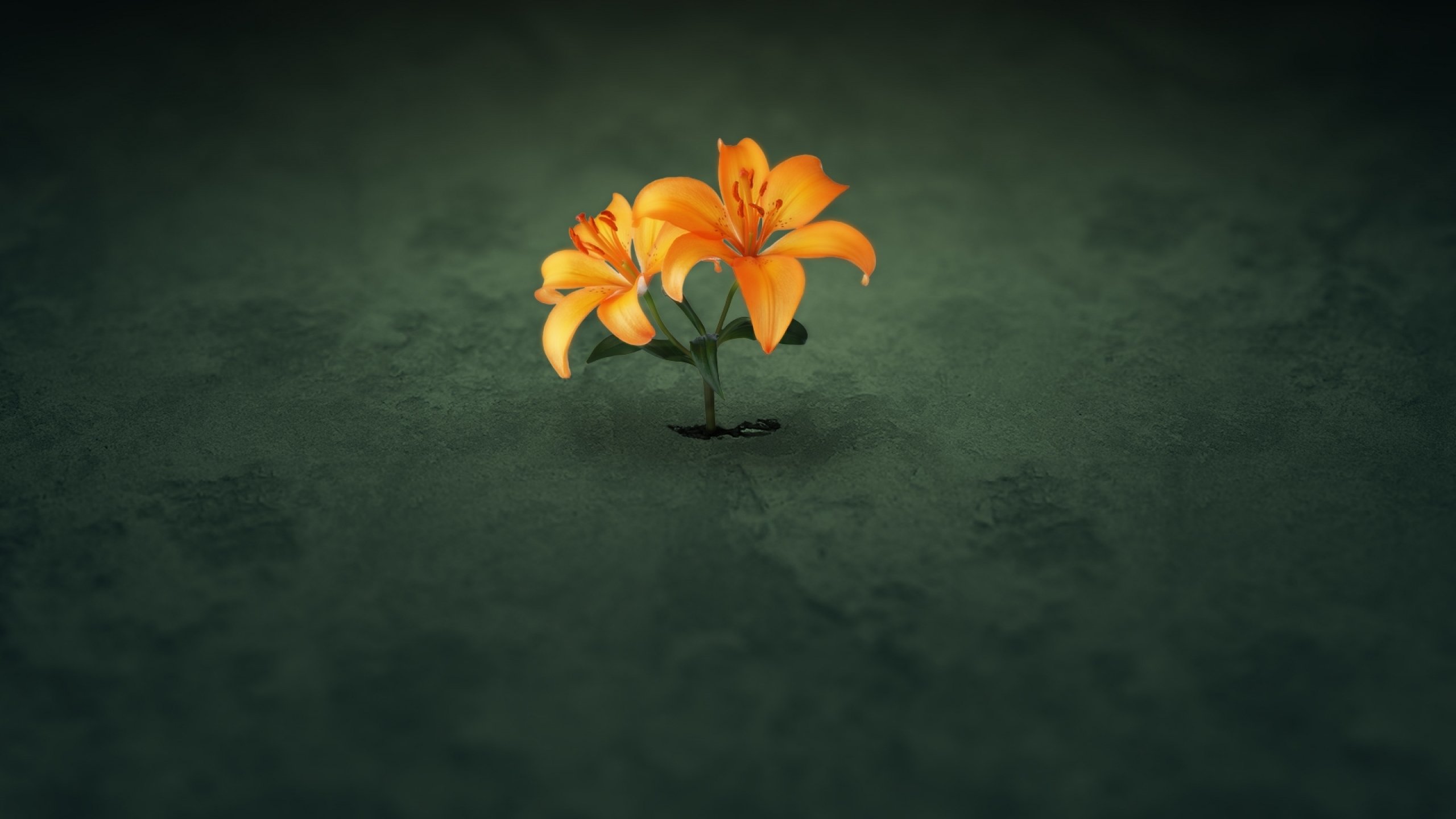 flower, Flowerrs, Nature, Landscape Wallpaper