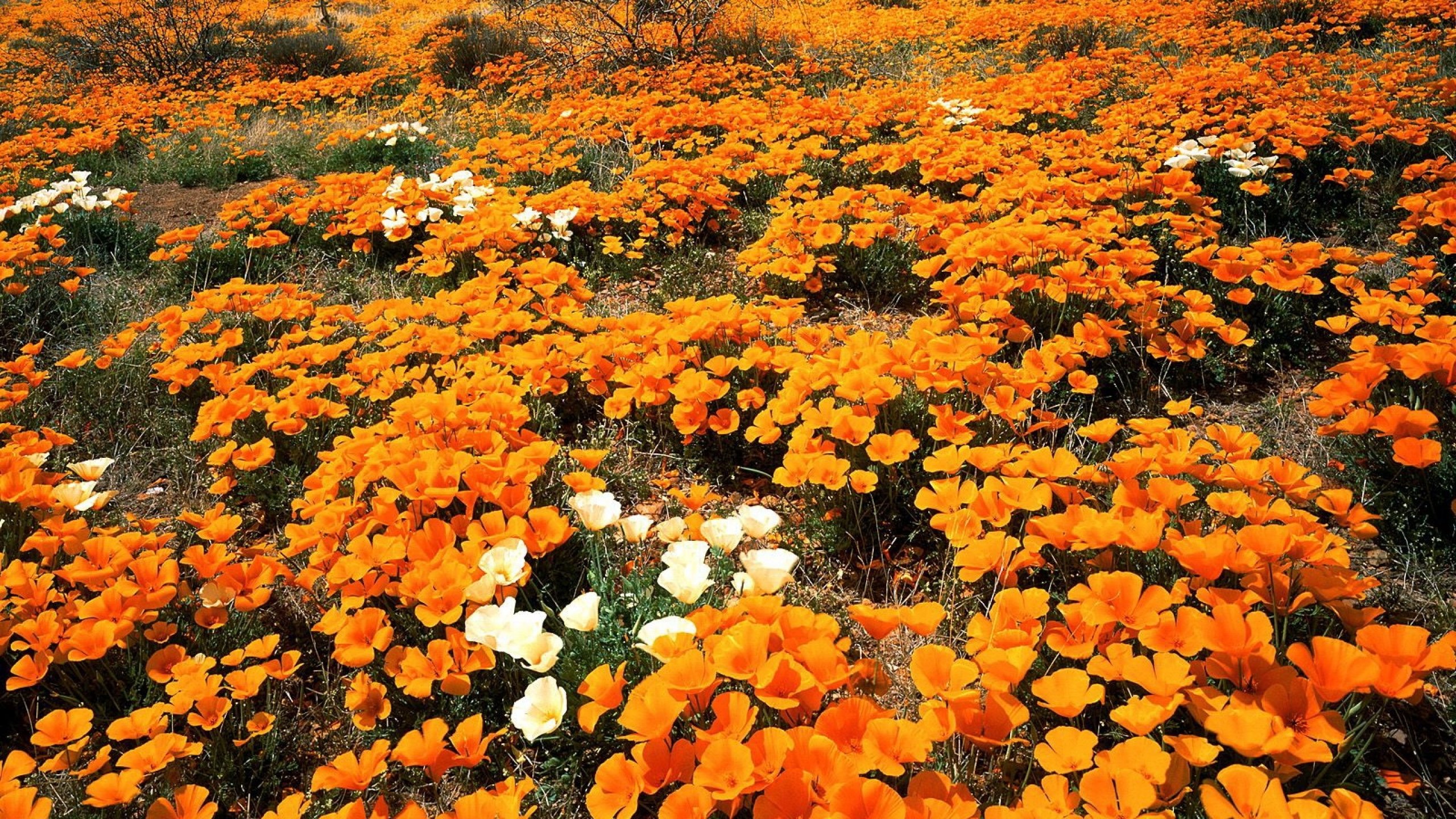 flower, Flowerrs, Nature, Landscape Wallpaper