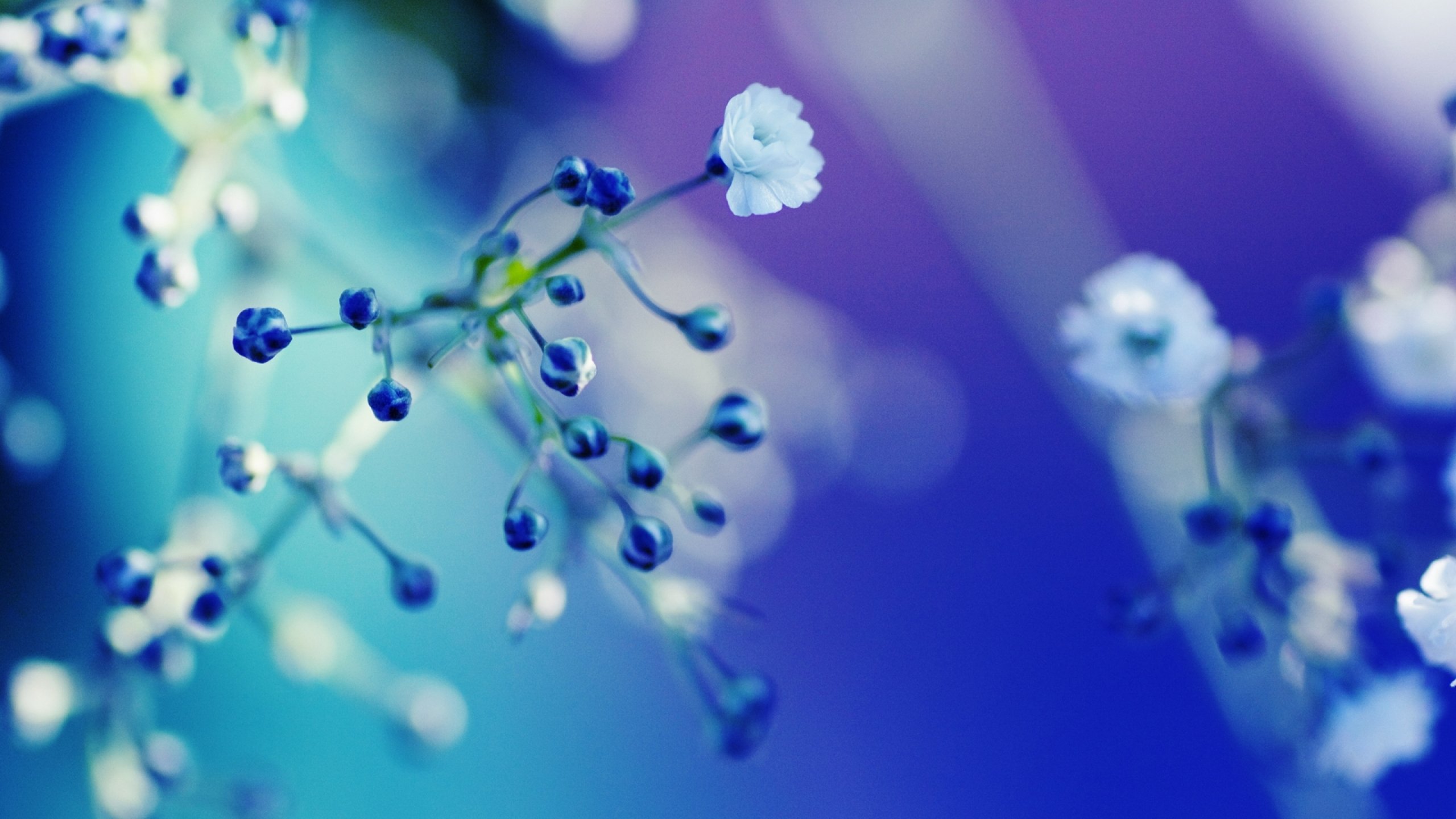 flower, Flowerrs, Nature, Landscape Wallpaper