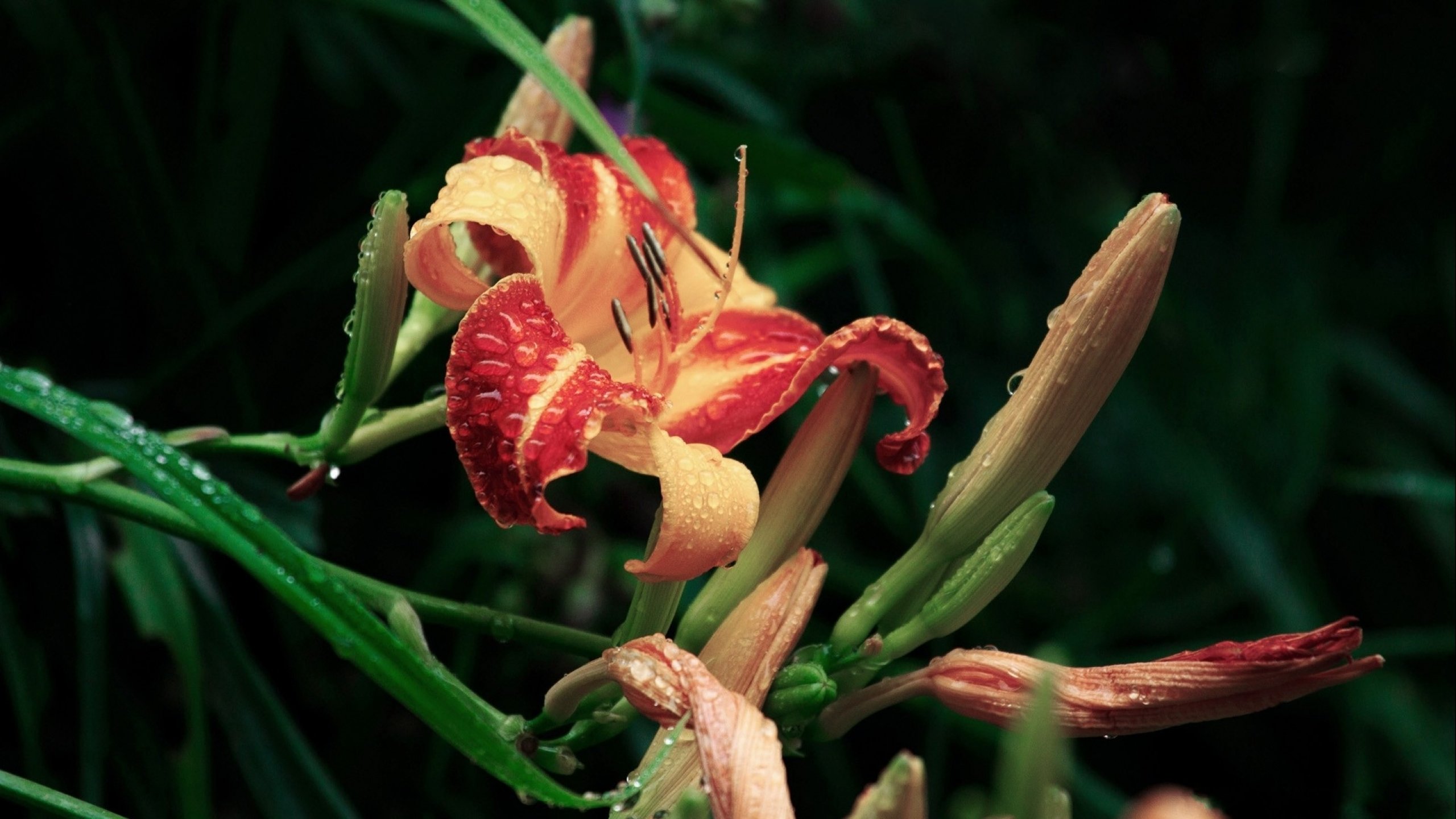 flower, Flowerrs, Nature, Landscape Wallpaper