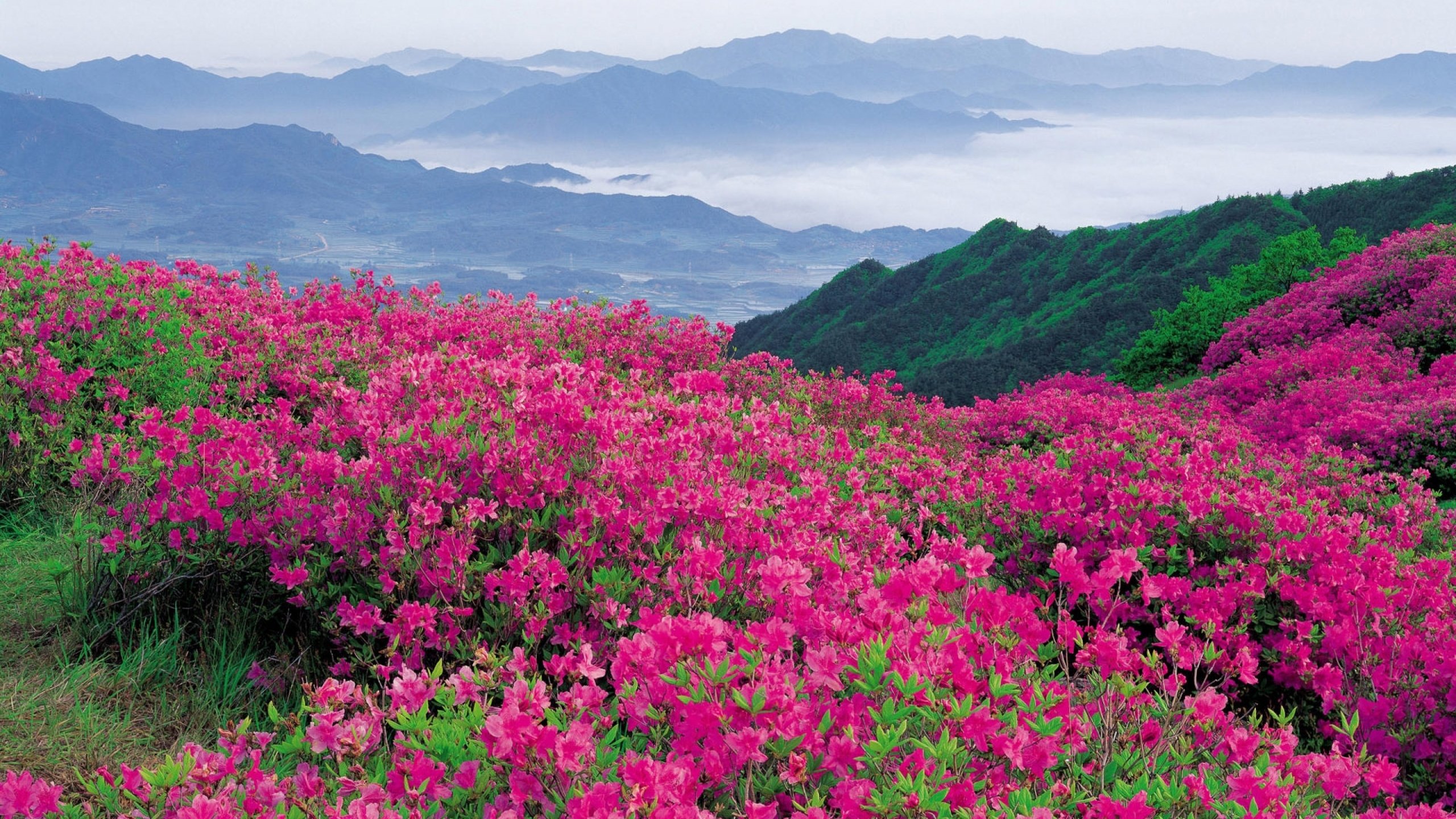 flower, Flowerrs, Nature, Landscape Wallpapers HD / Desktop and Mobile