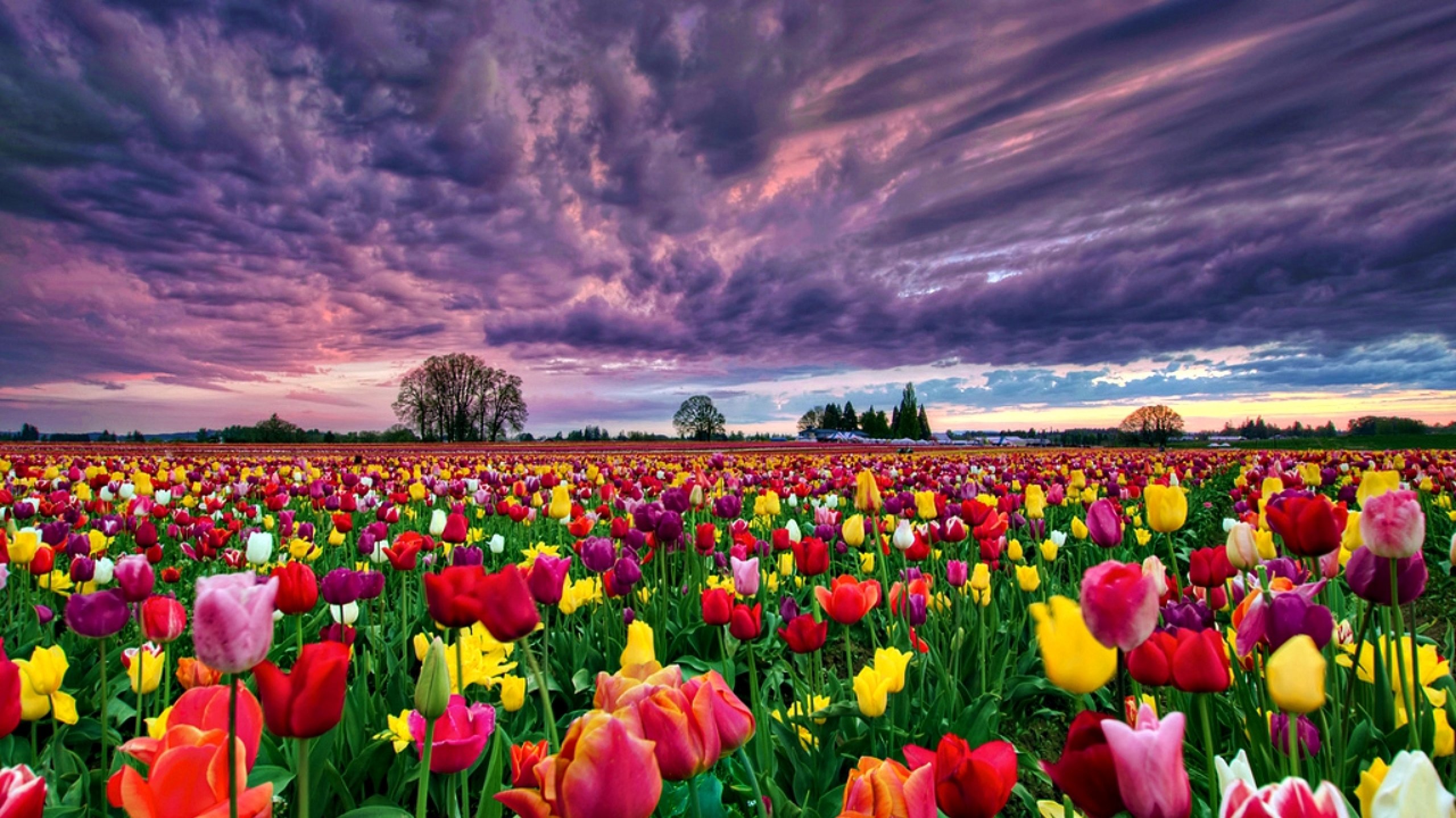 flower, Flowerrs, Nature, Landscape Wallpaper