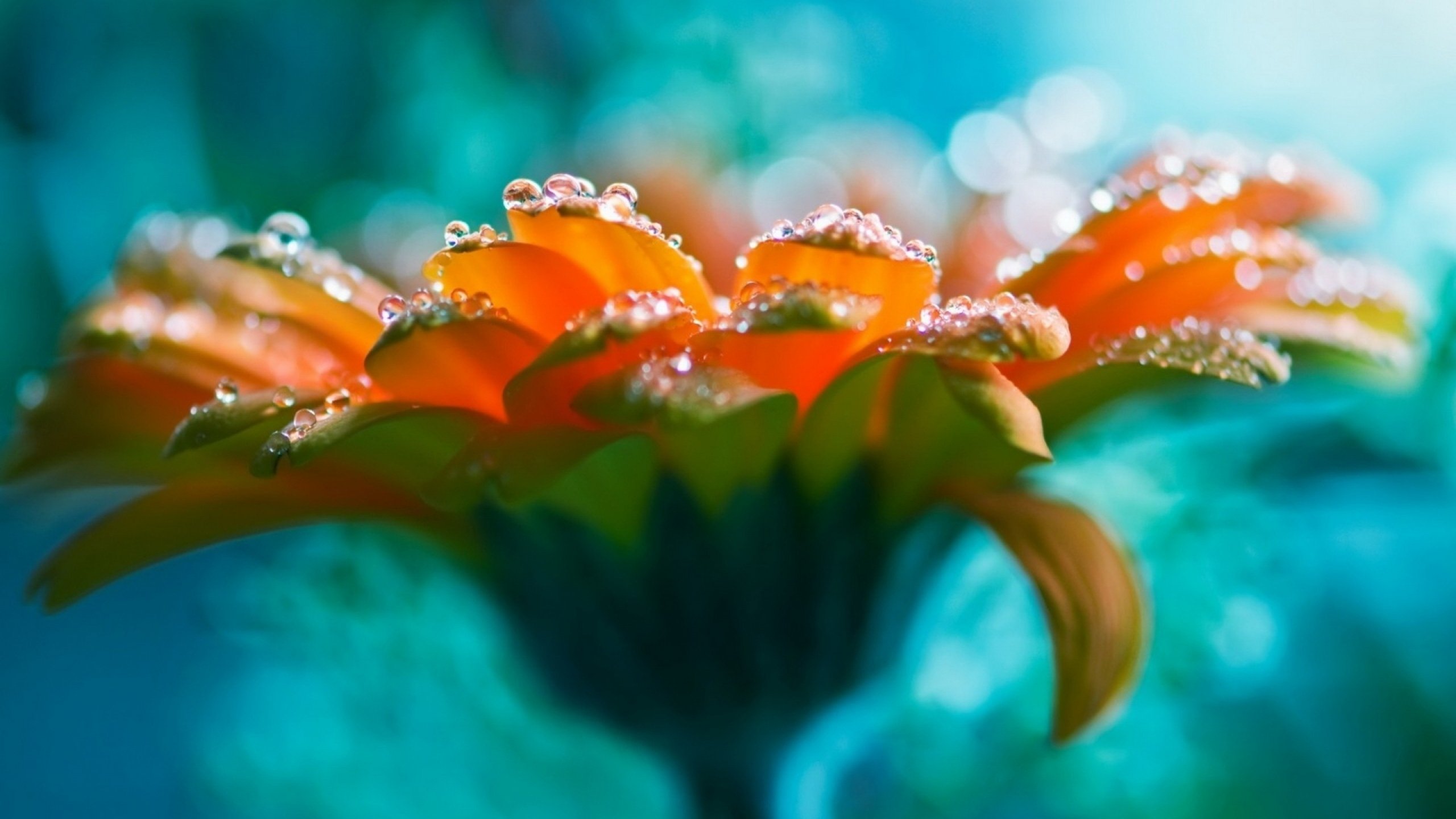 flower, Flowerrs, Nature, Landscape Wallpaper