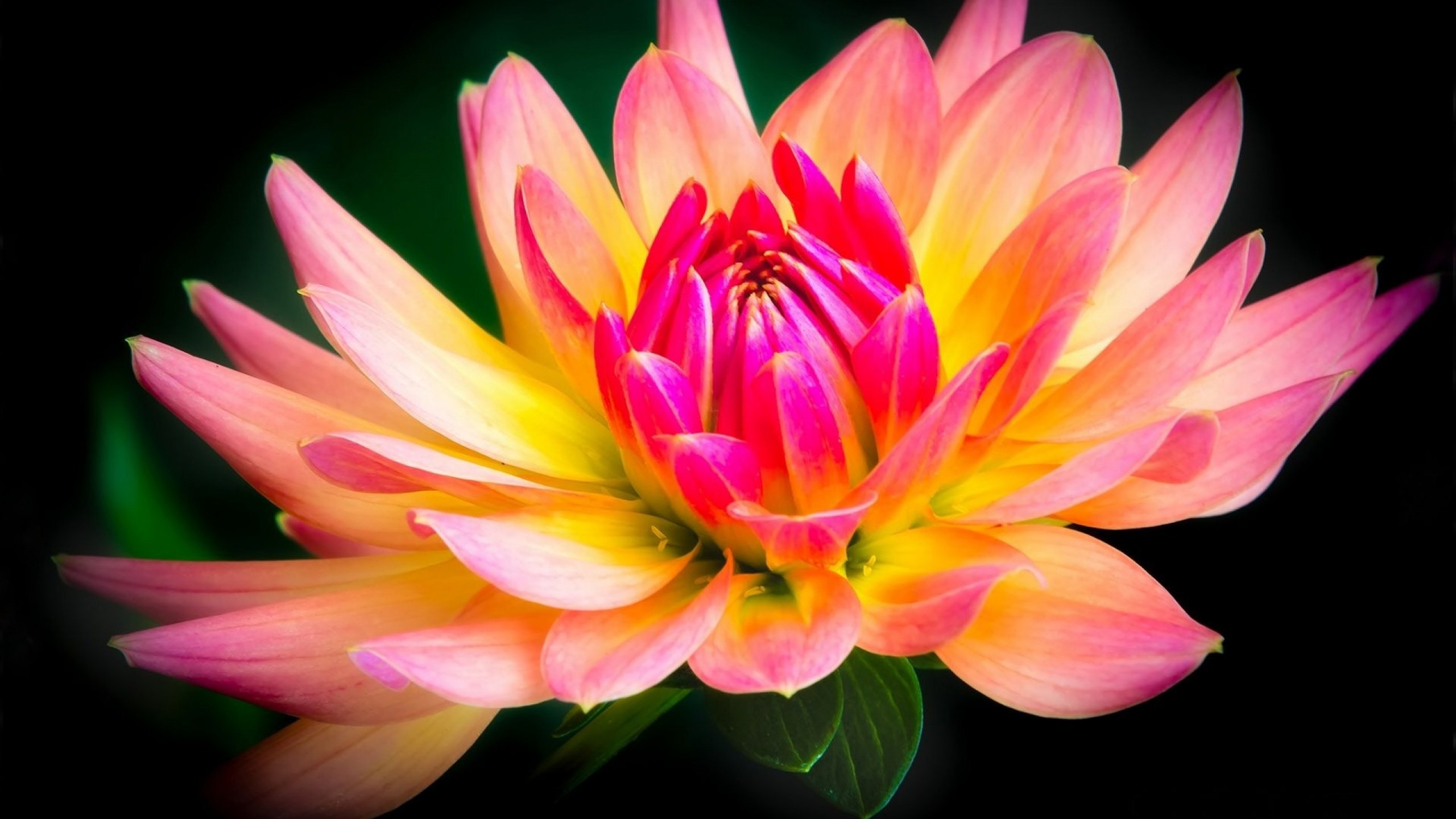 flower, Flowerrs, Nature, Landscape Wallpapers HD / Desktop and Mobile ...