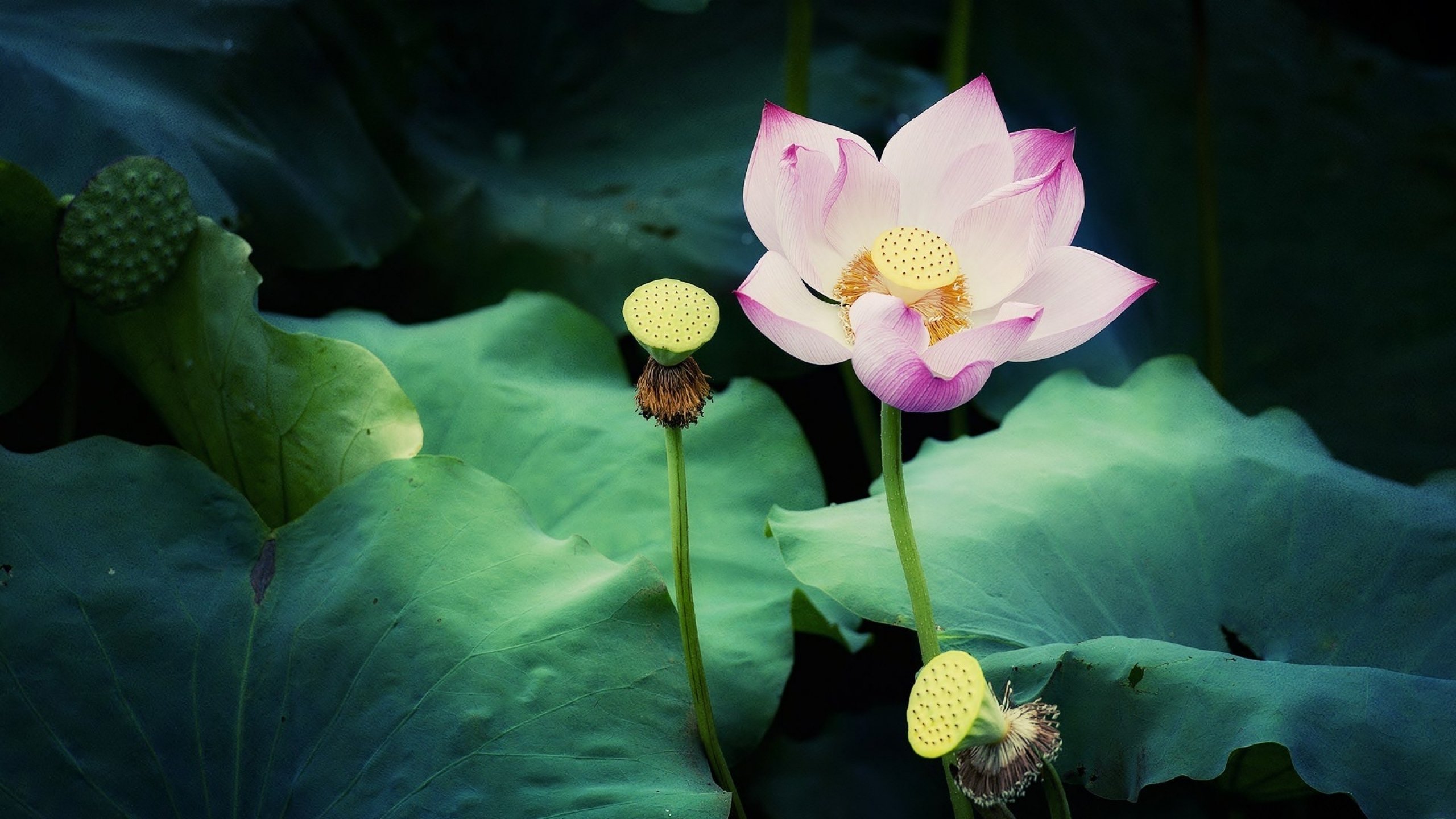 flower, Flowerrs, Nature, Landscape Wallpaper