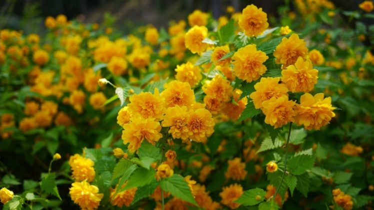 flower, Flowerrs, Nature, Landscape HD Wallpaper Desktop Background