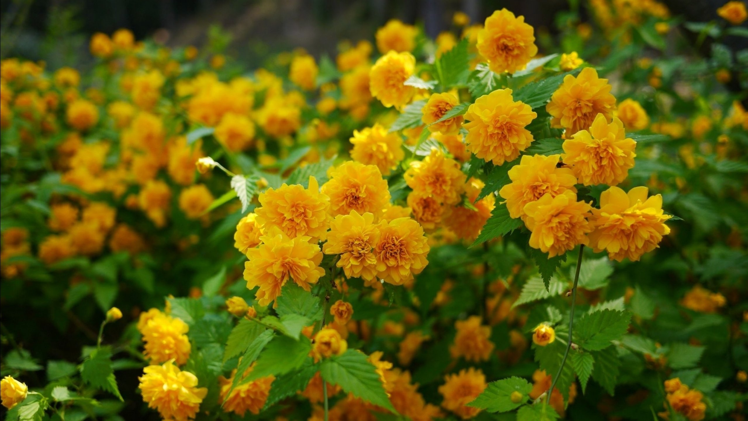 flower, Flowerrs, Nature, Landscape Wallpaper