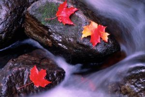 water, Leaf, Autumn, Landscape