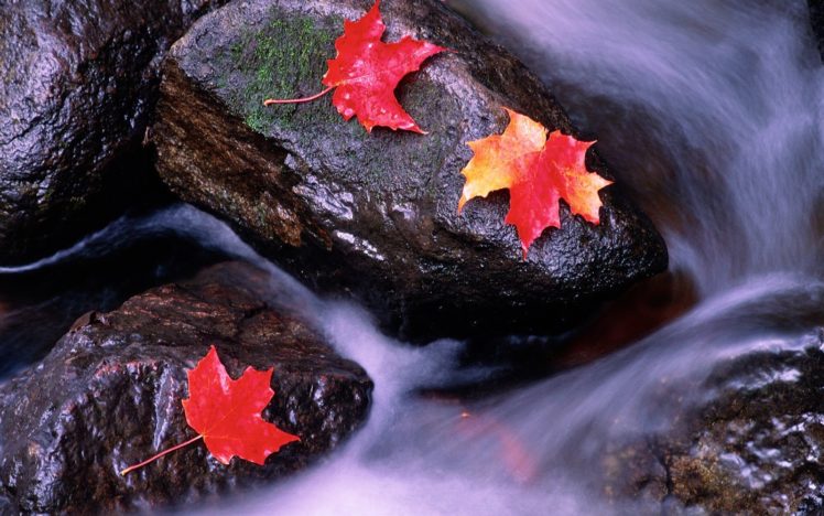 water, Leaf, Autumn, Landscape HD Wallpaper Desktop Background