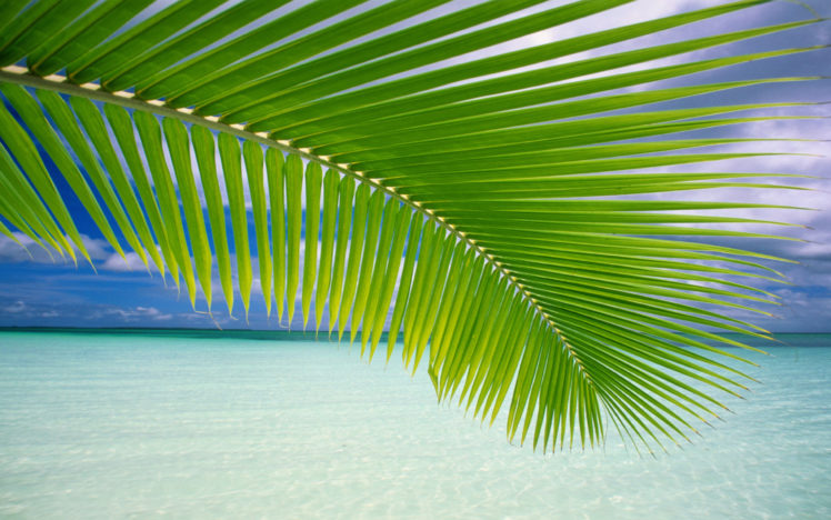 palm, Leaf HD Wallpaper Desktop Background