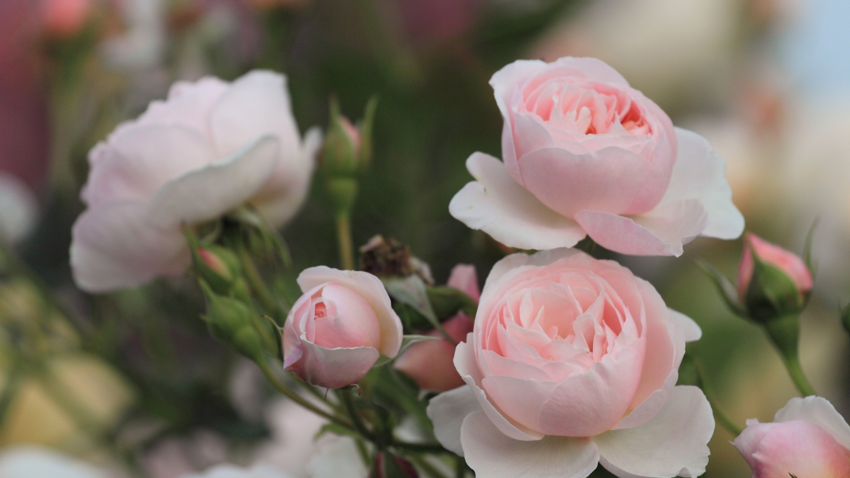 rose, Flowers, Flower, Roses, Bokeh, Landscape, Nature, Garden Wallpaper