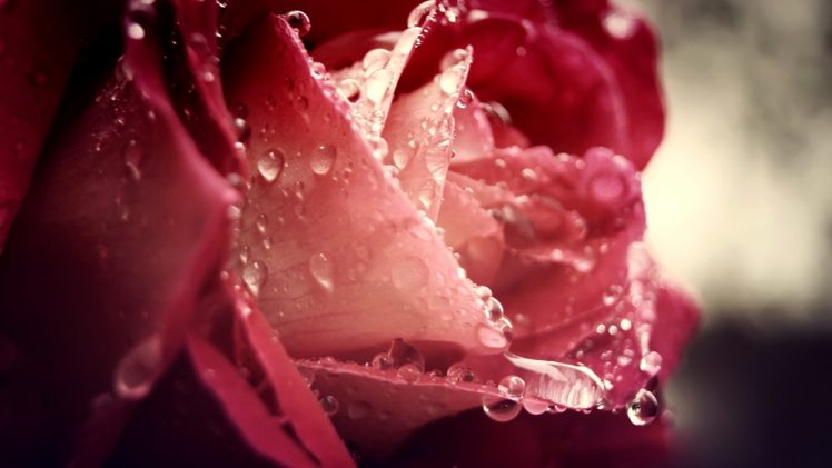 rose, Flowers, Flower, Roses, Bokeh, Landscape, Nature, Garden HD Wallpaper Desktop Background