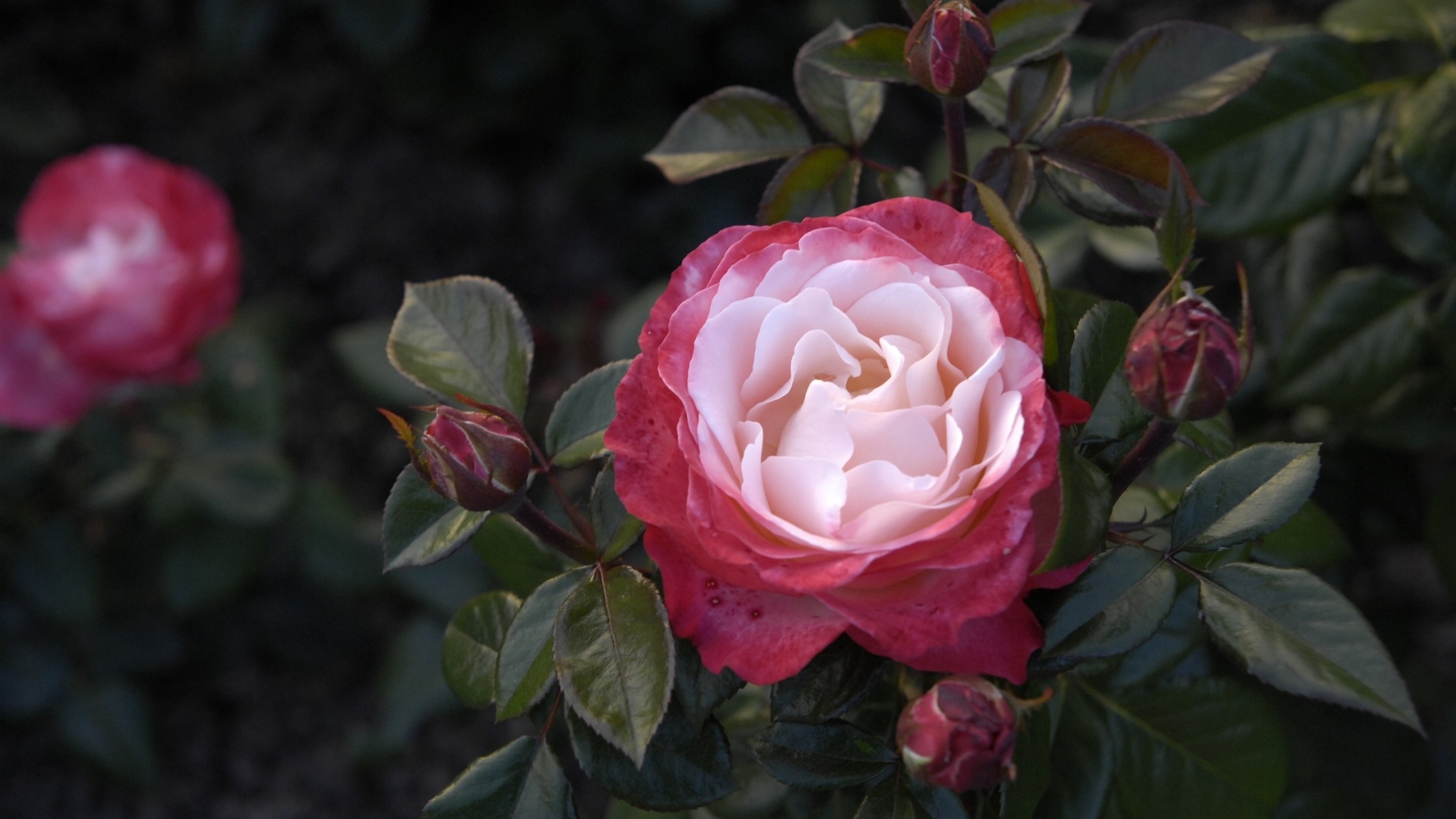 rose, Flowers, Flower, Roses, Bokeh, Landscape, Nature, Garden Wallpaper