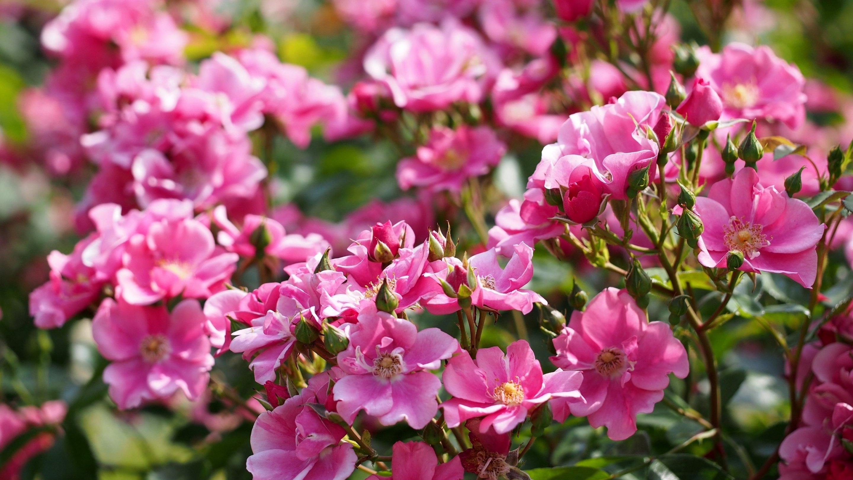 rose, Flowers, Flower, Roses, Bokeh, Landscape, Nature, Garden Wallpaper