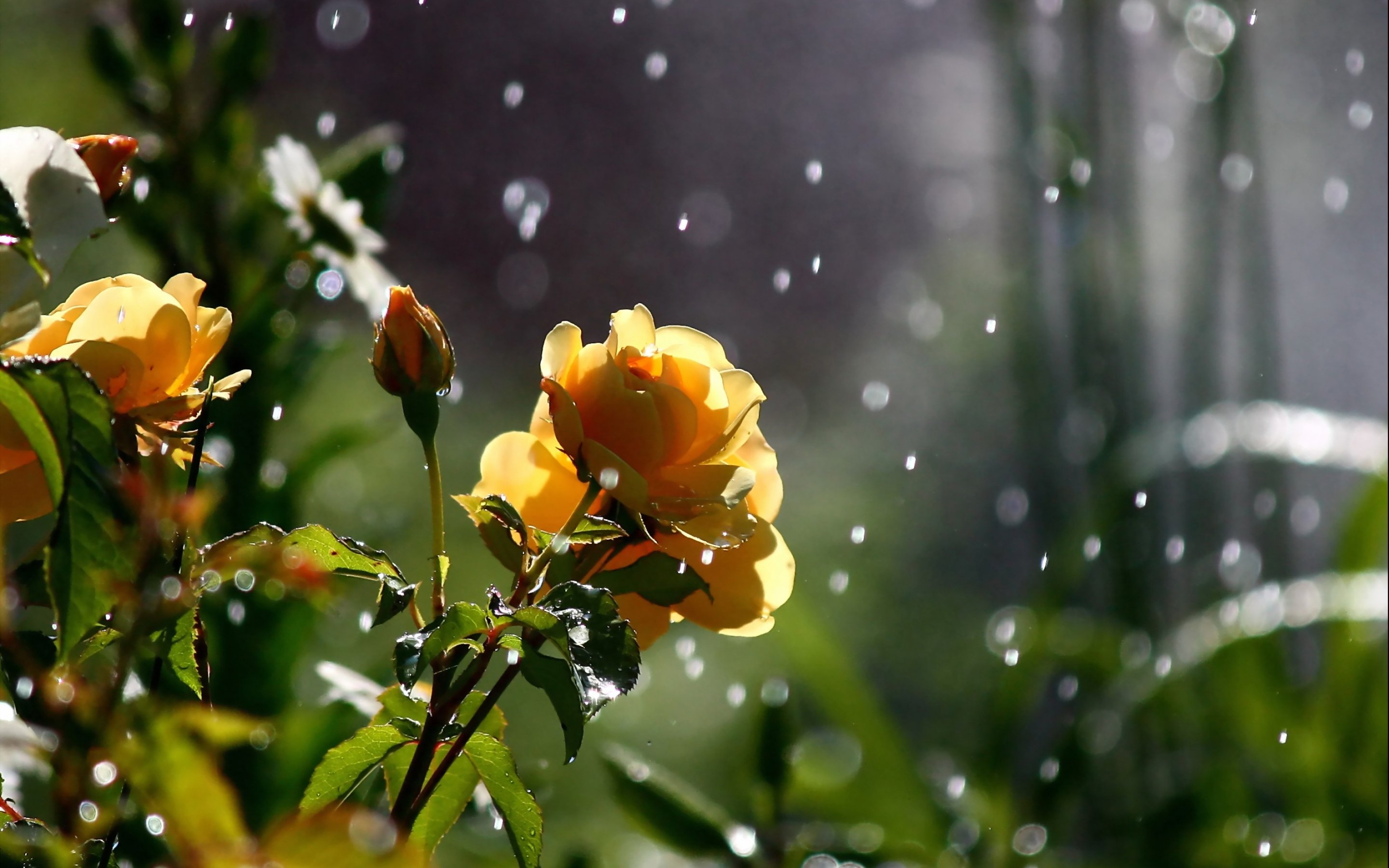 rose, Flowers, Flower, Roses, Bokeh, Landscape, Nature, Garden Wallpapers HD  / Desktop and Mobile Backgrounds