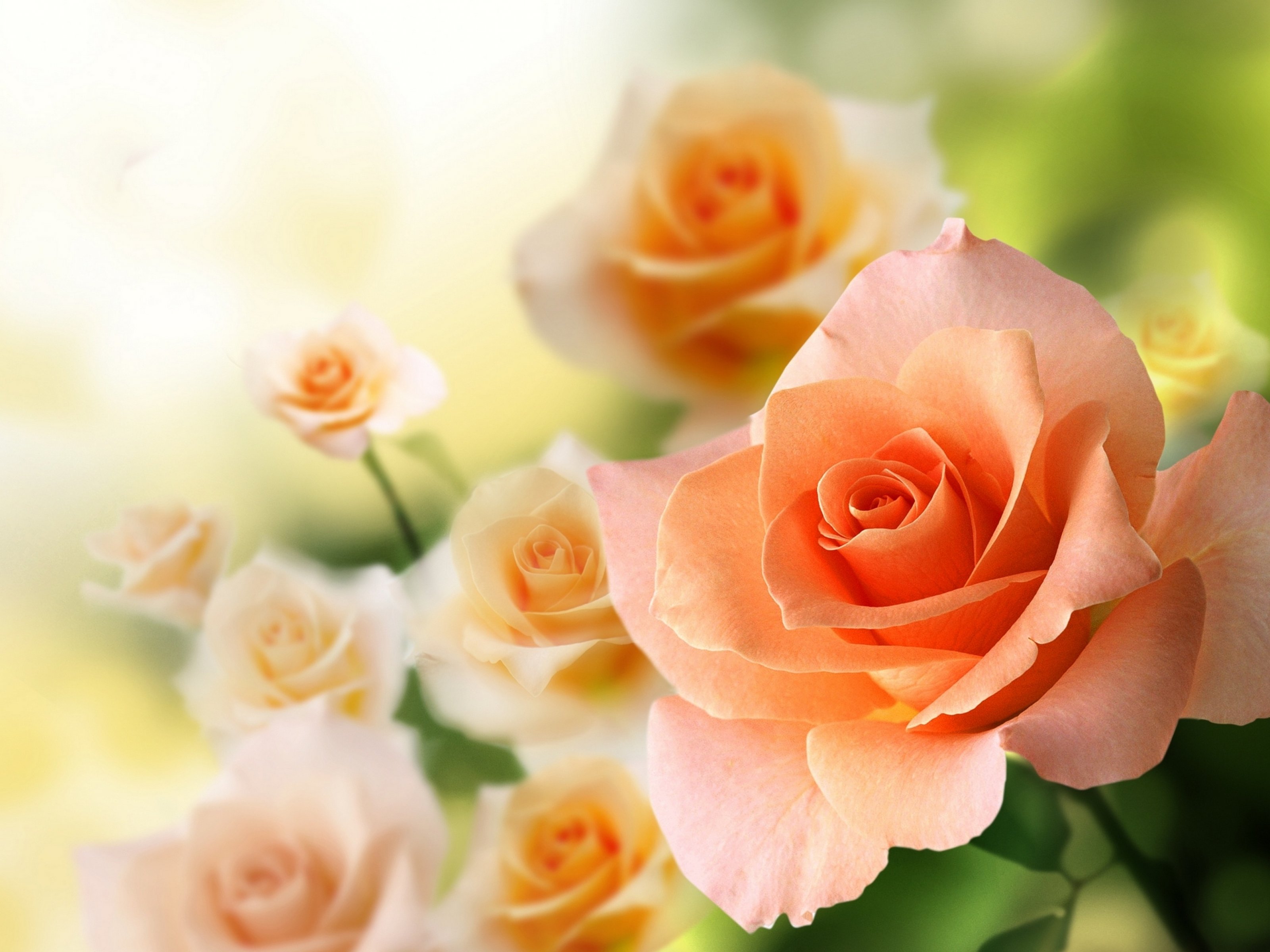 rose, Flowers, Flower, Roses, Bokeh, Landscape, Nature, Garden Wallpaper