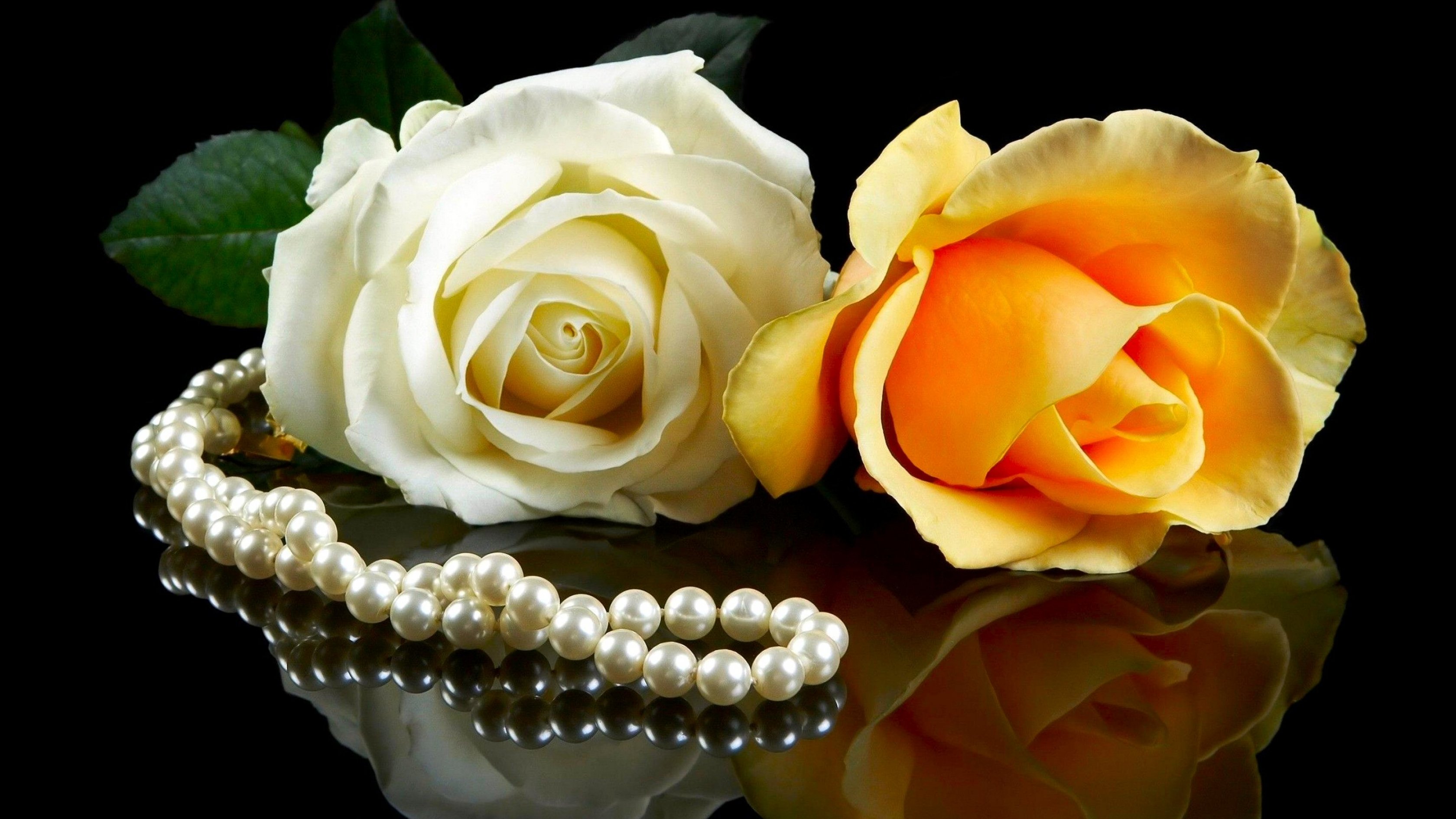 rose, Flowers, Flower, Roses, Bokeh, Landscape, Nature, Garden Wallpaper