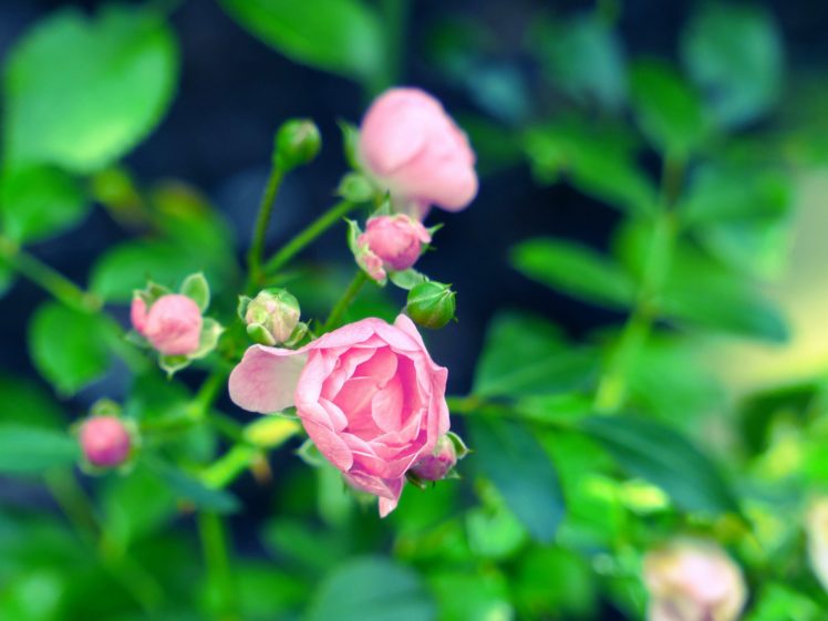 rose, Flowers, Flower, Roses, Bokeh, Landscape, Nature, Garden HD Wallpaper Desktop Background